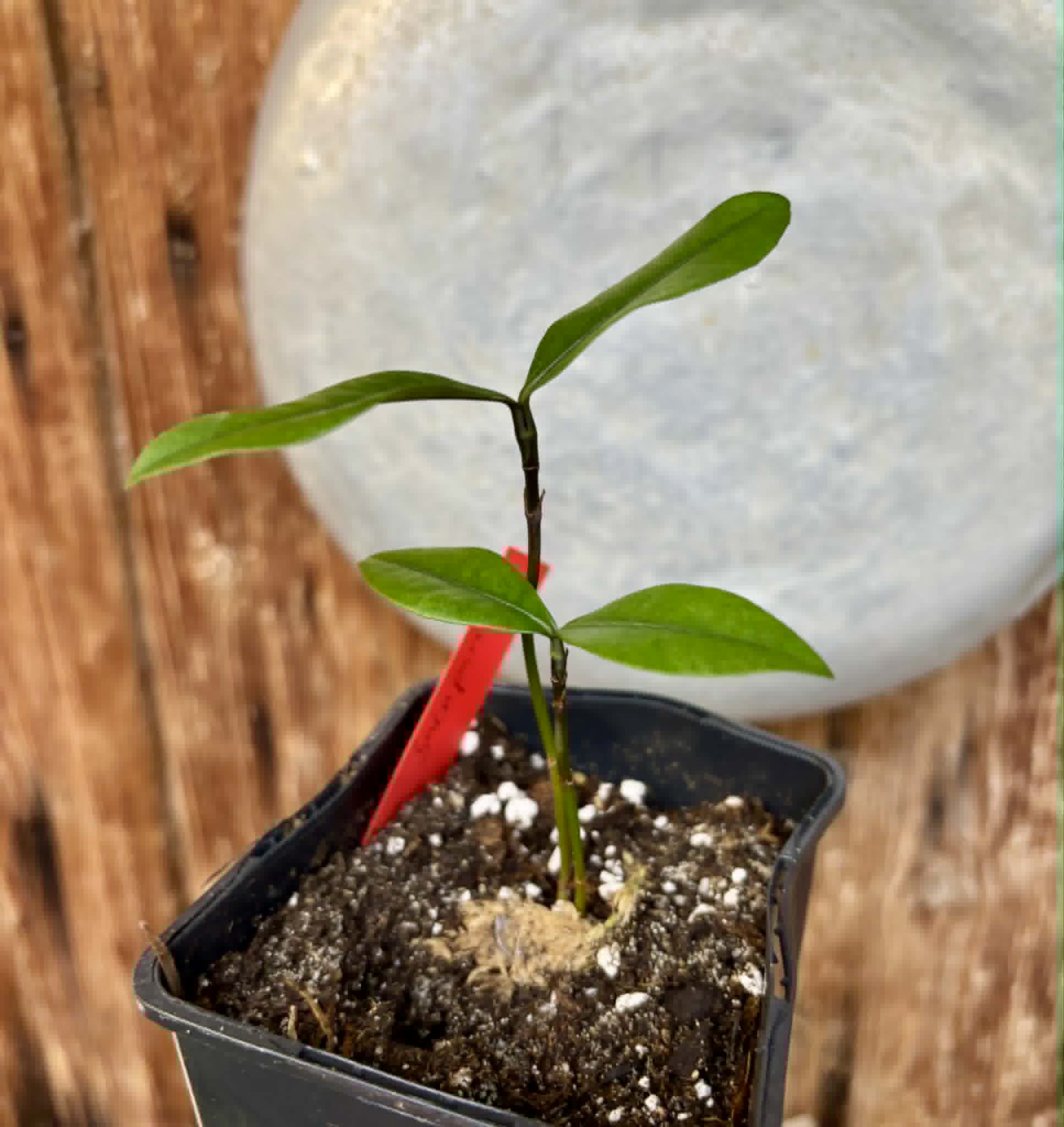 Bacupari  (Garcinia brasiliensis) -  1 potted seedling / 1 getopfter Sämling
