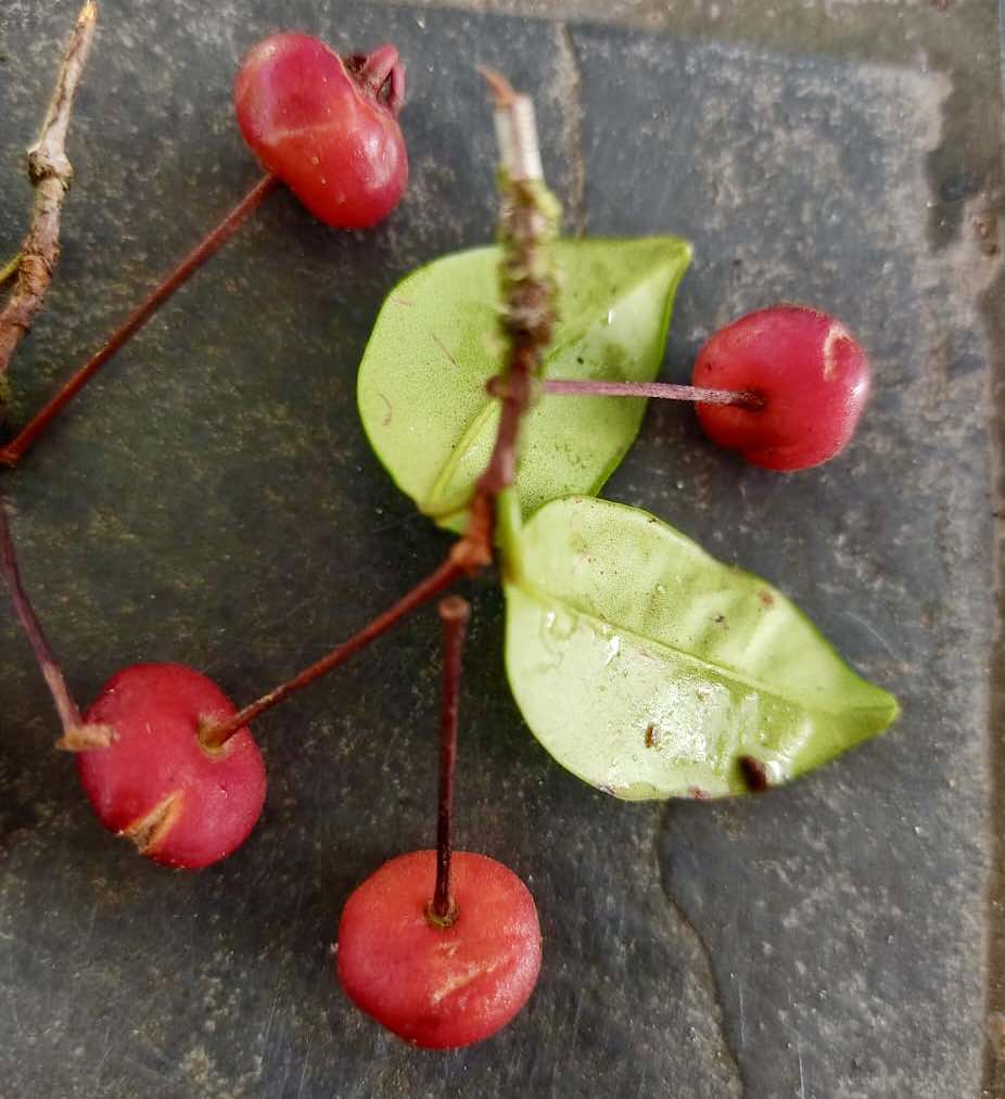 Eugenia sp Itacare vermelha -  1 germinated seed / 1 gekeimter Samen