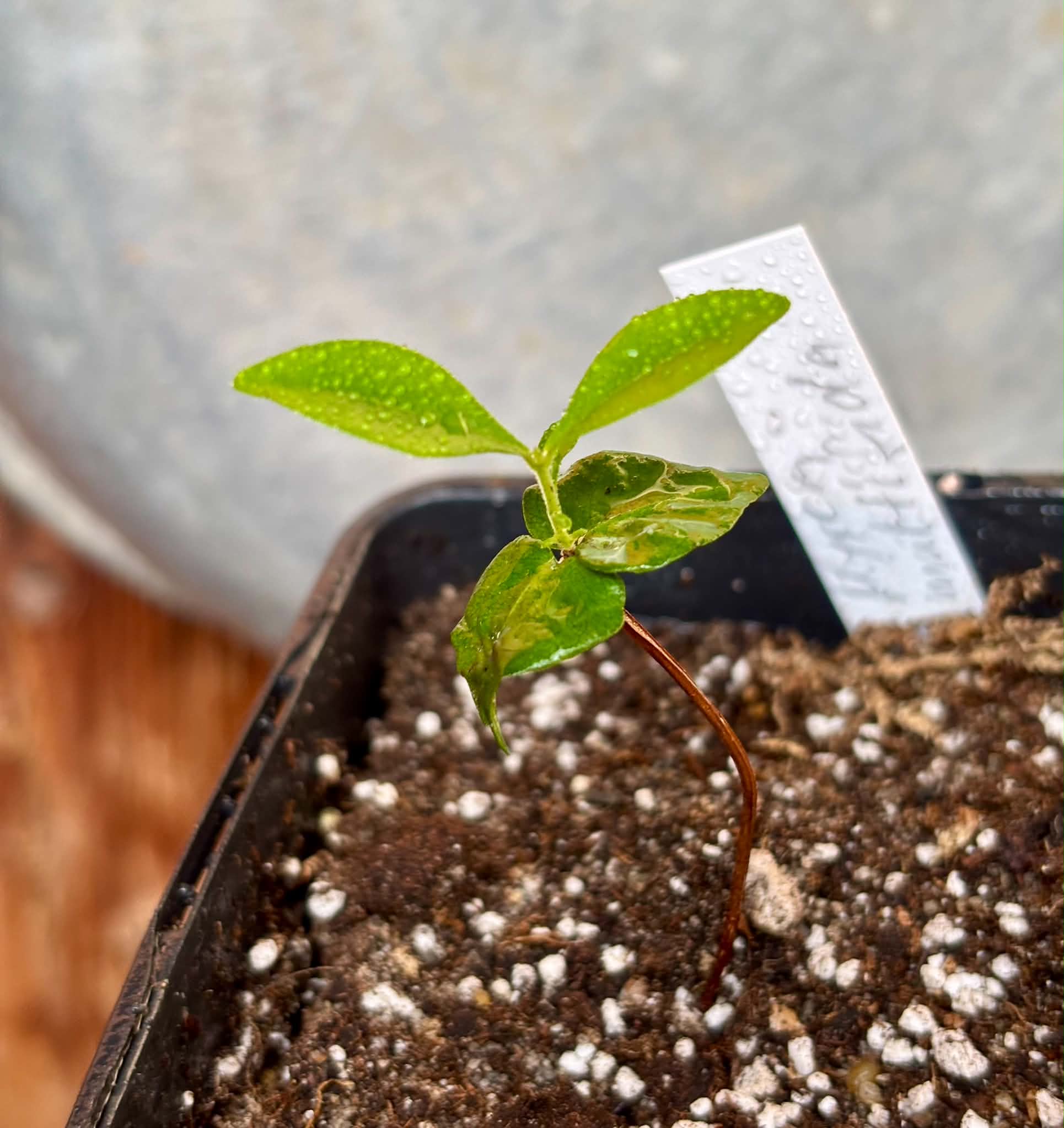 Myrcia multifida - 1 potted plant / 1 getopfte Pflanze
