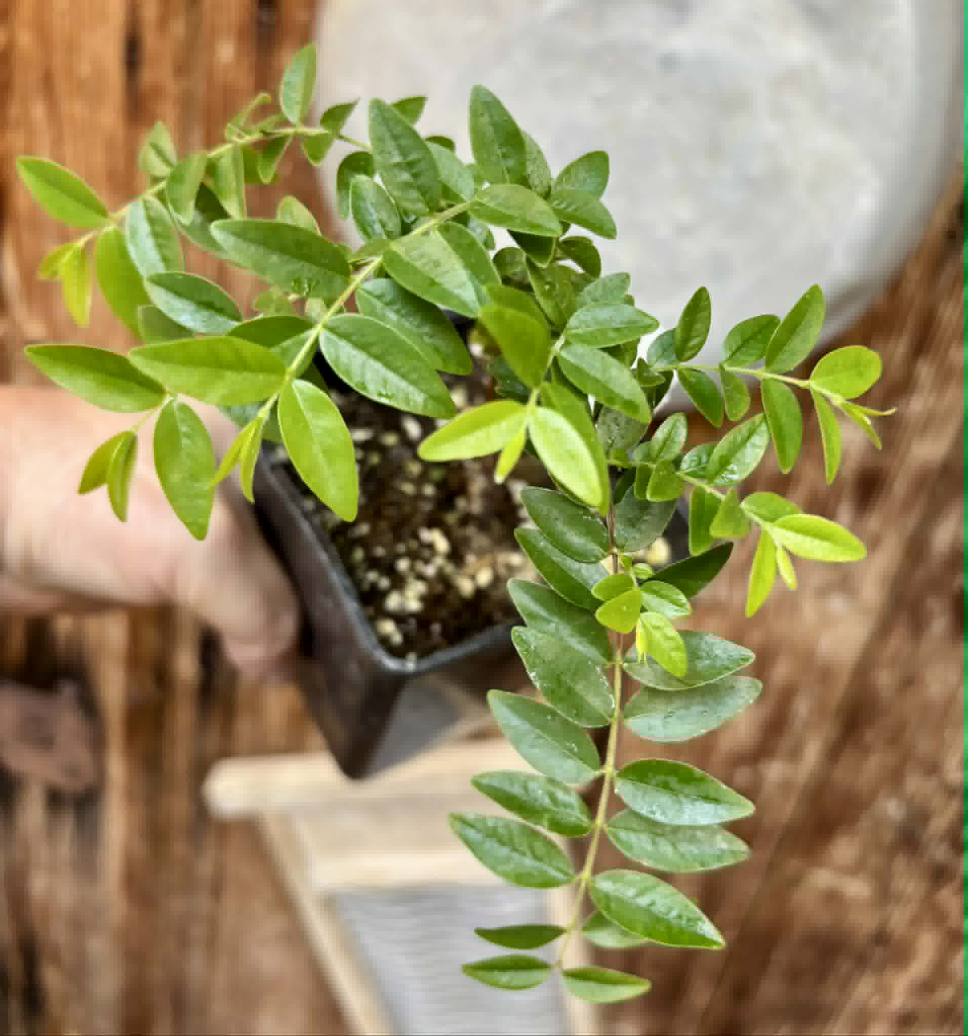 Myrciaria sp Pastora - 1 potted seedling / 1 getopfter Sämling