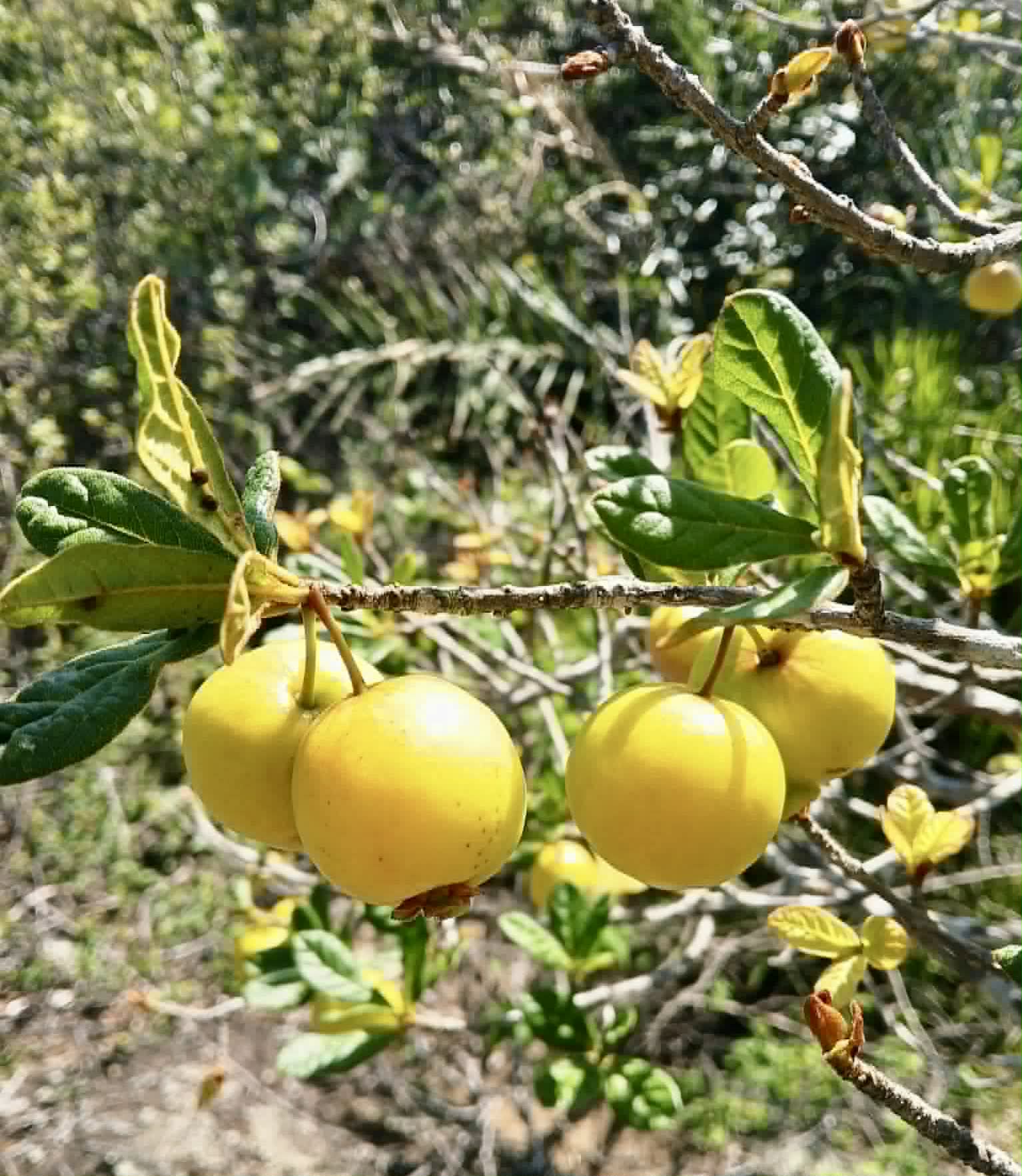 Pre Order - Eugenia duarteana - 1 fresh seed / 1 frischer Samen