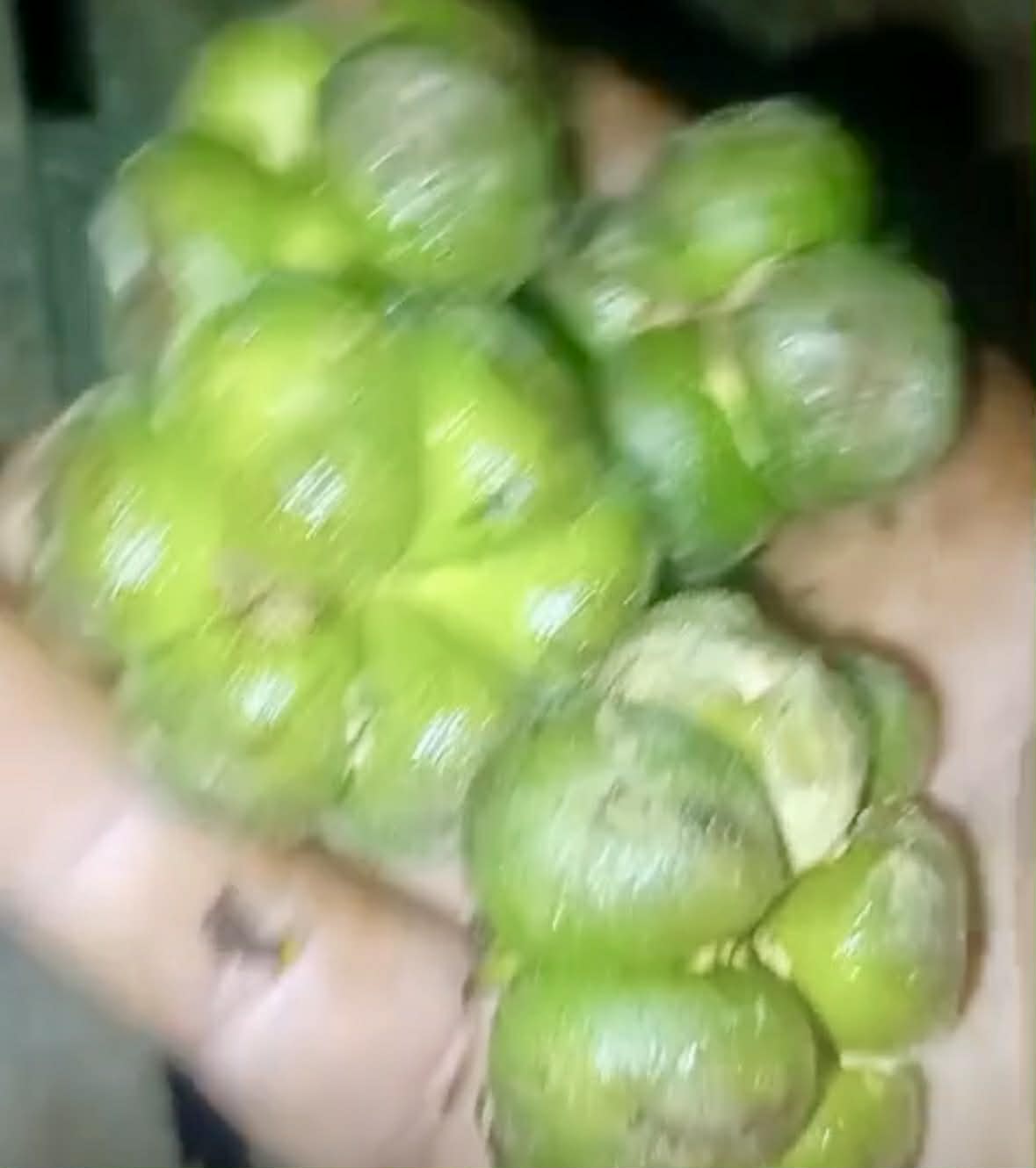 Mão do Cachorro (Perebea mollis) - 1 germinated seed / 1 gekeimter Samen