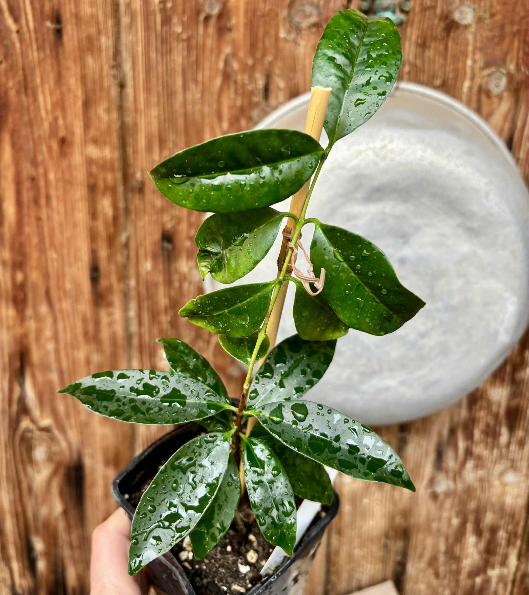 Eugenia flamingensis - 1 potted seedling / 1 getopfter Sämling
