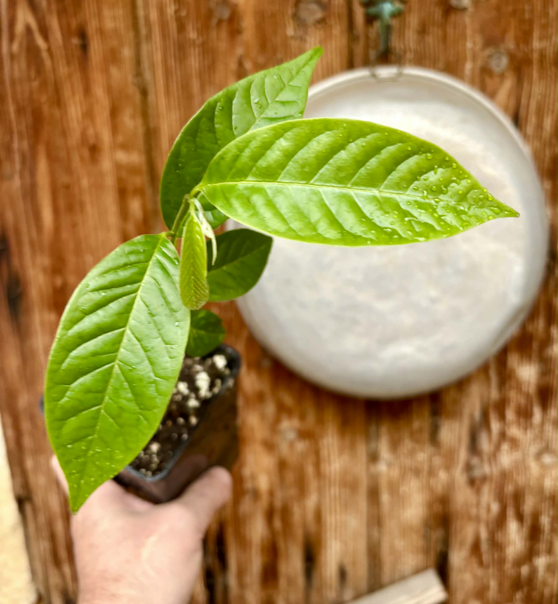 Annona reticulata var Ruby Heart- 1 potted seedling / 1 getopfter Sämling