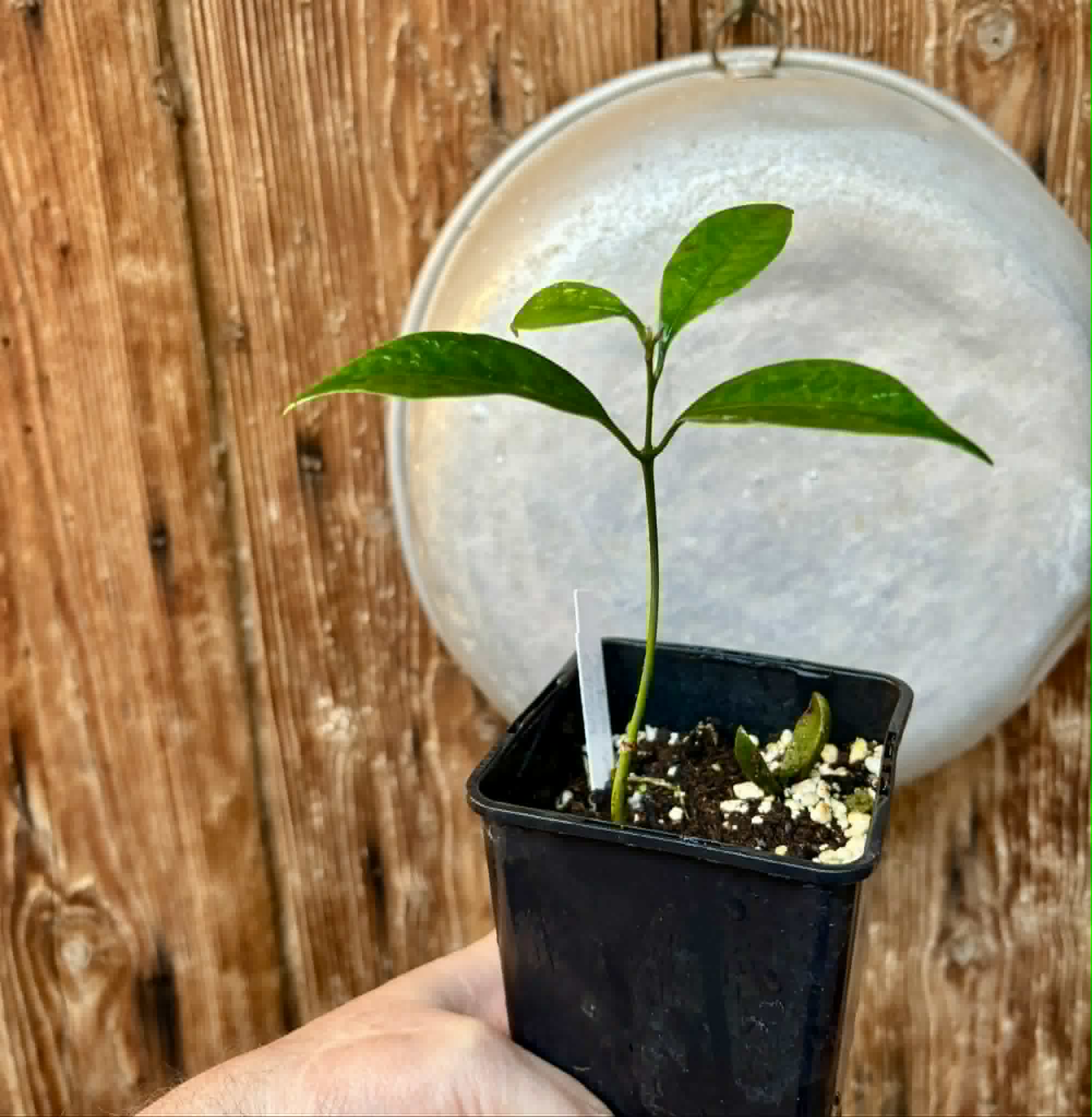 Pouteria aff egregia  -  1 potted seedling / 1 getopfter Sämling