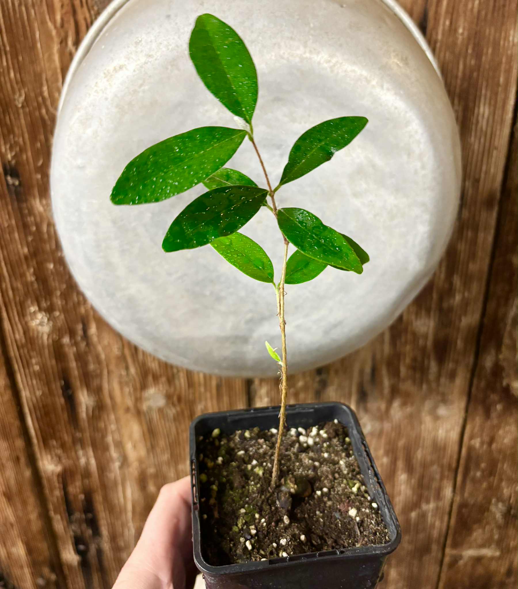 Eugenia caipora BIG -  1 potted plant / 1 getopfte Pflanze