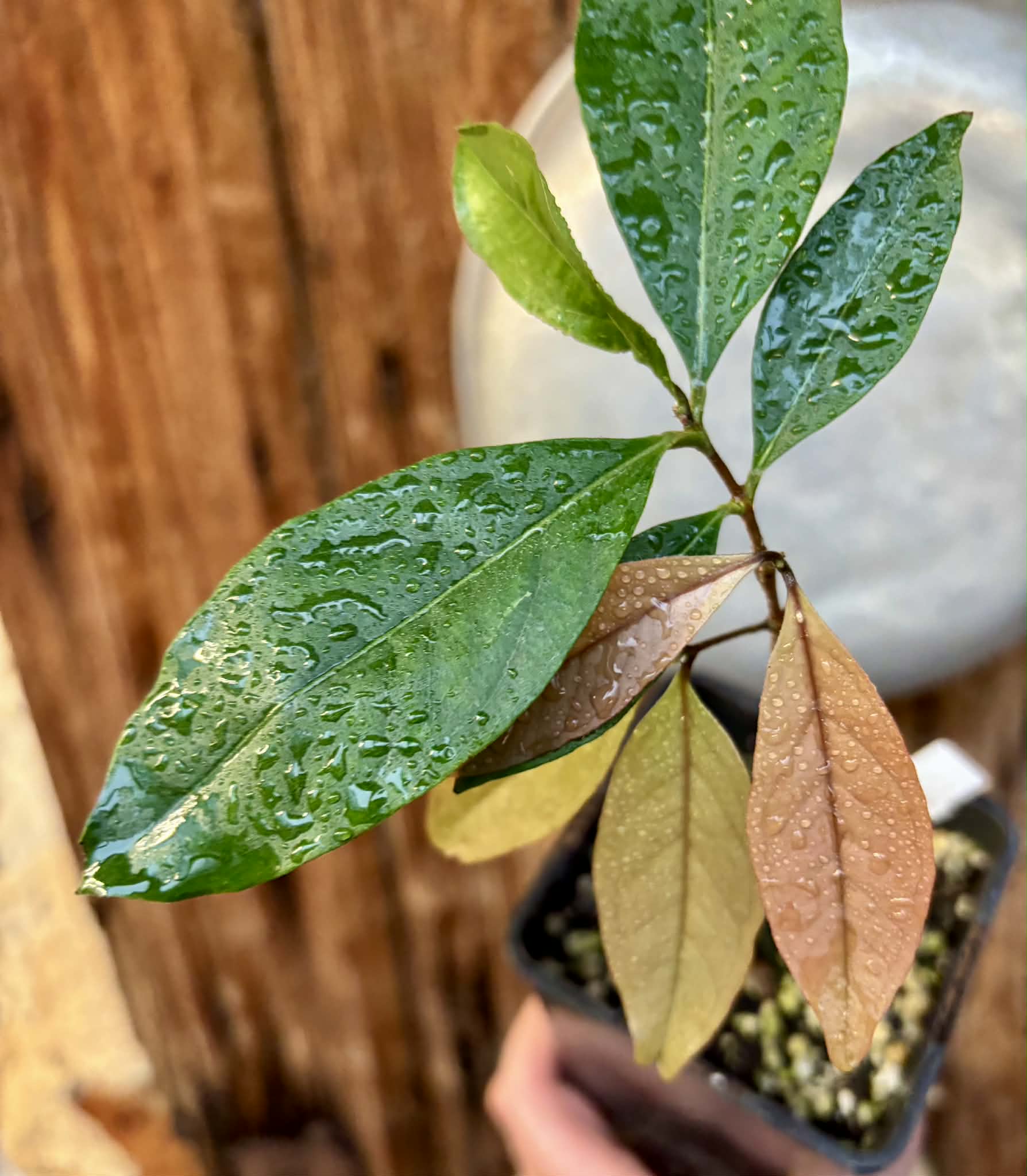 Eugenia sp Belmonte -  1 potted seedling / 1 getopfter Sämling