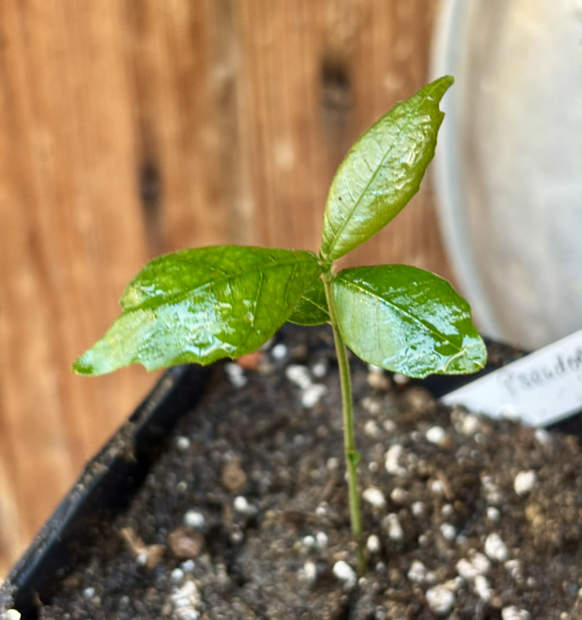 Pseudolmedia laevis - 1 potted seedling / 1 getopfter Sämling