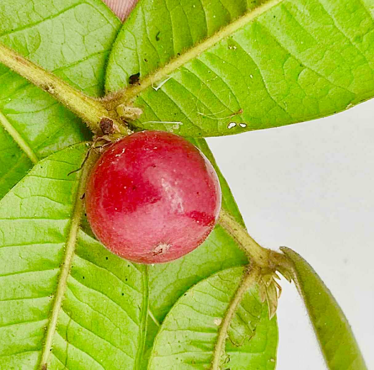 Myrciaria sp Ibirapitanga -  1 fresh seed / 1 frischer Samen