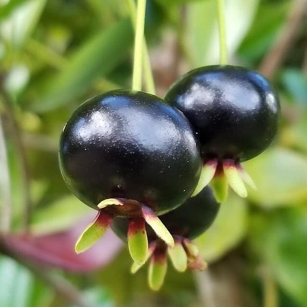 Grumixama (Eugenia brasiliensis) - 1 potted plant / 1 getopfte Pflanze