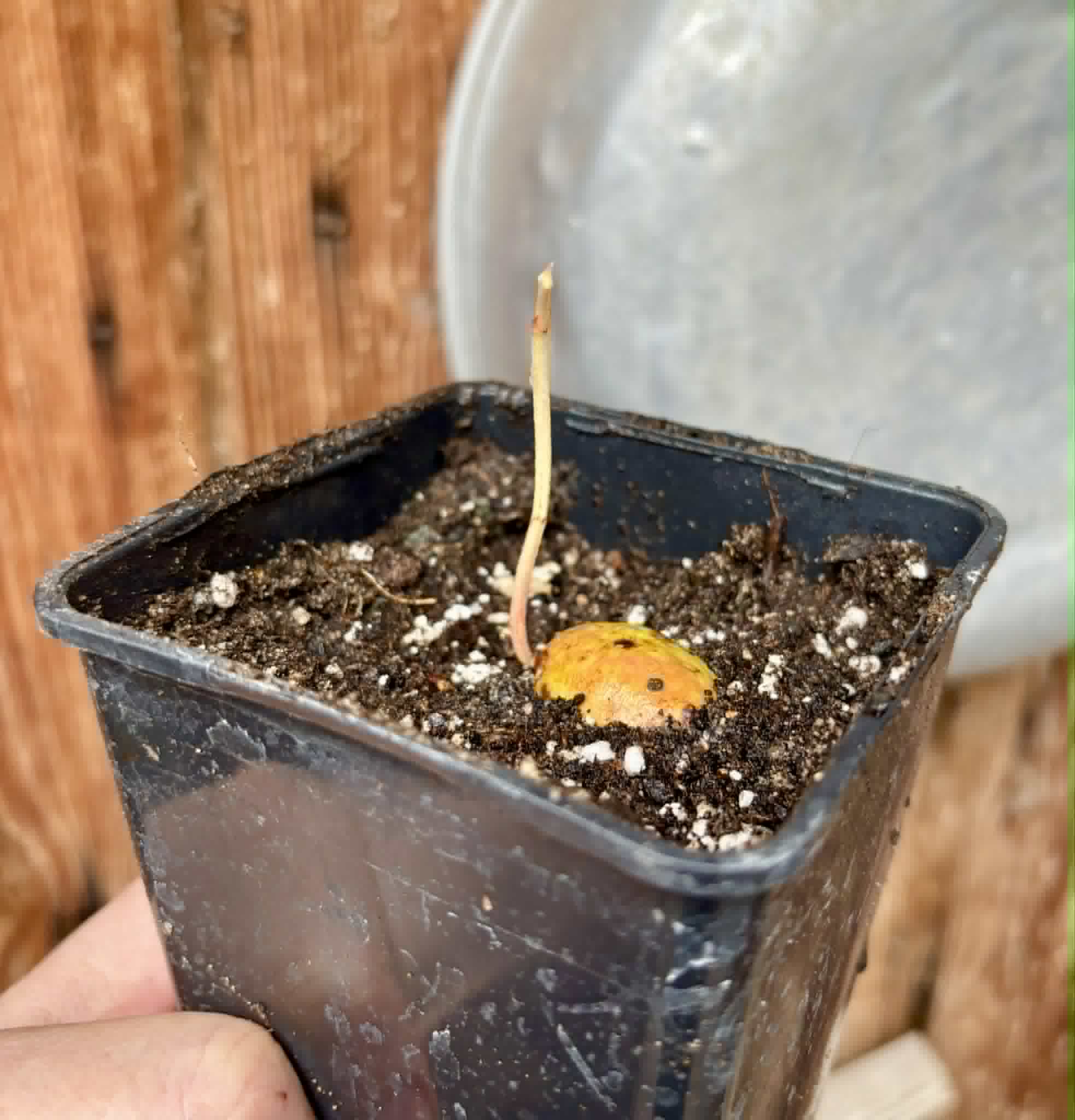 Garcinia bahiensis - 1 potted seedling / 1 getopfter Sämling