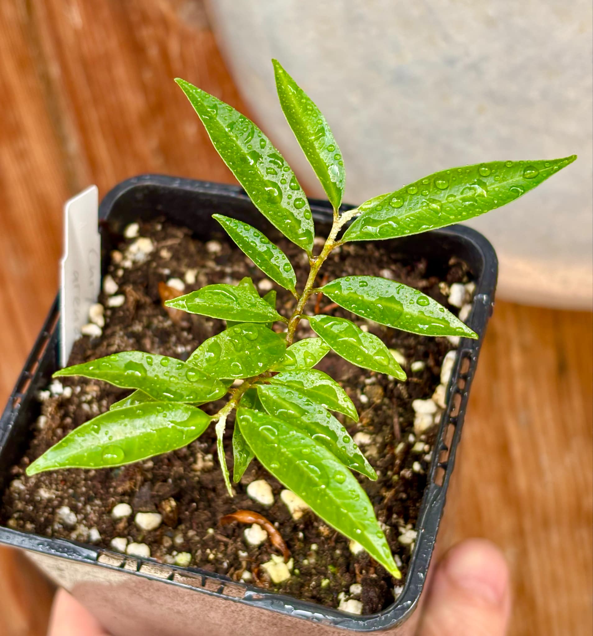 Chrysophyllum arenarium - Ameixa do Nordeste - 1 potted plant / 1 getopfte Pflanze Chrysophyllum arenarium - Ameixa do Nordeste - 1 potted plant / 1 getopfte Pflanze