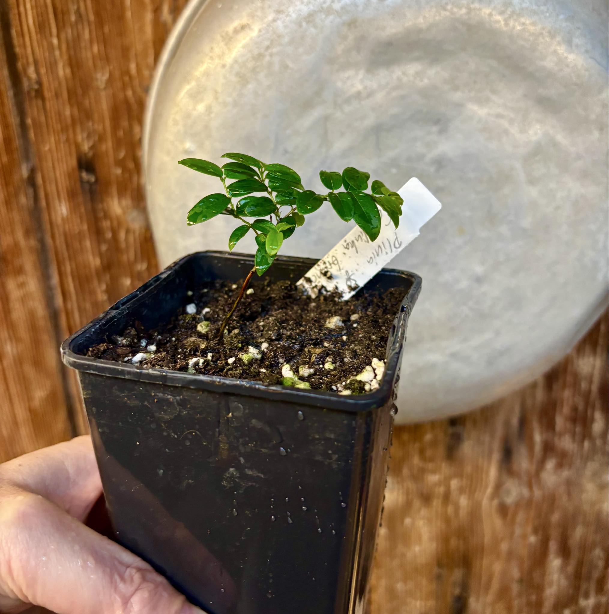 Jaboticaba - Plinia sp Canelinha Polpa branca - 1 small potted seedling / 1 kleiner, getopfter Sämling