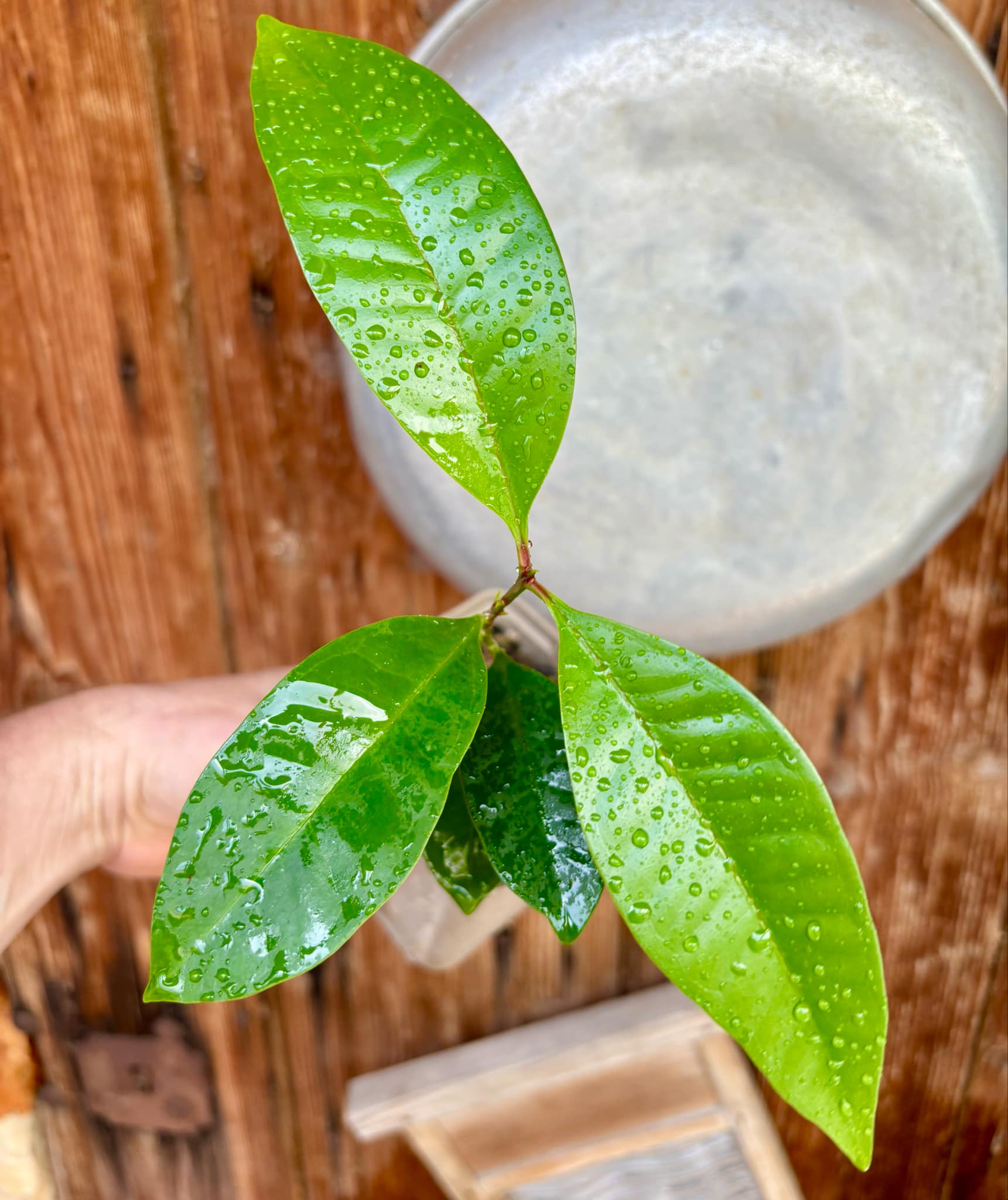 Syzygium sp Khao Luang - 1 potted plant / 1 getopfte Pflanze