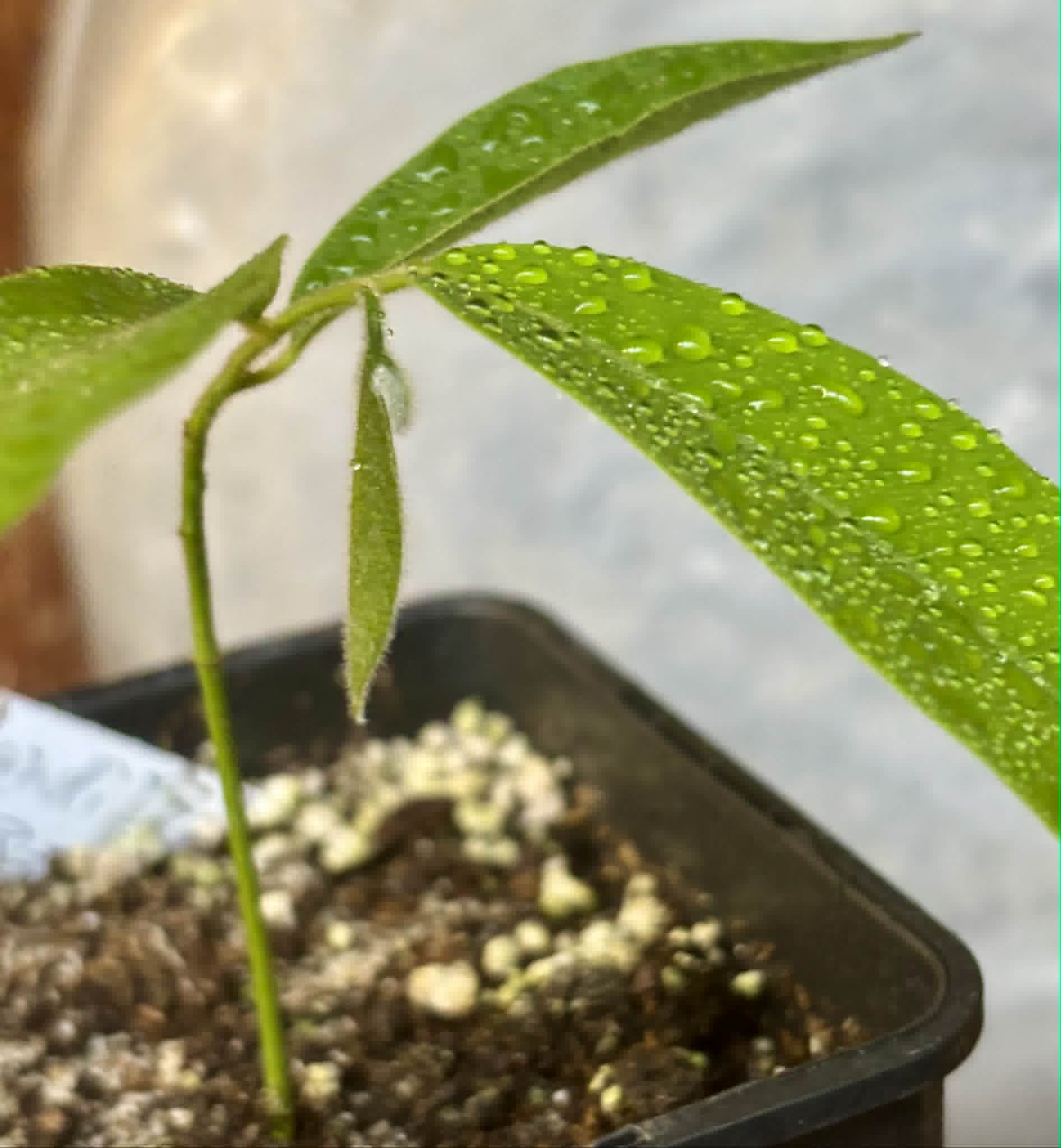 Civet Banana (Uvaria grandiflora) -  1 potted seedling / 1 getopfter Sämling