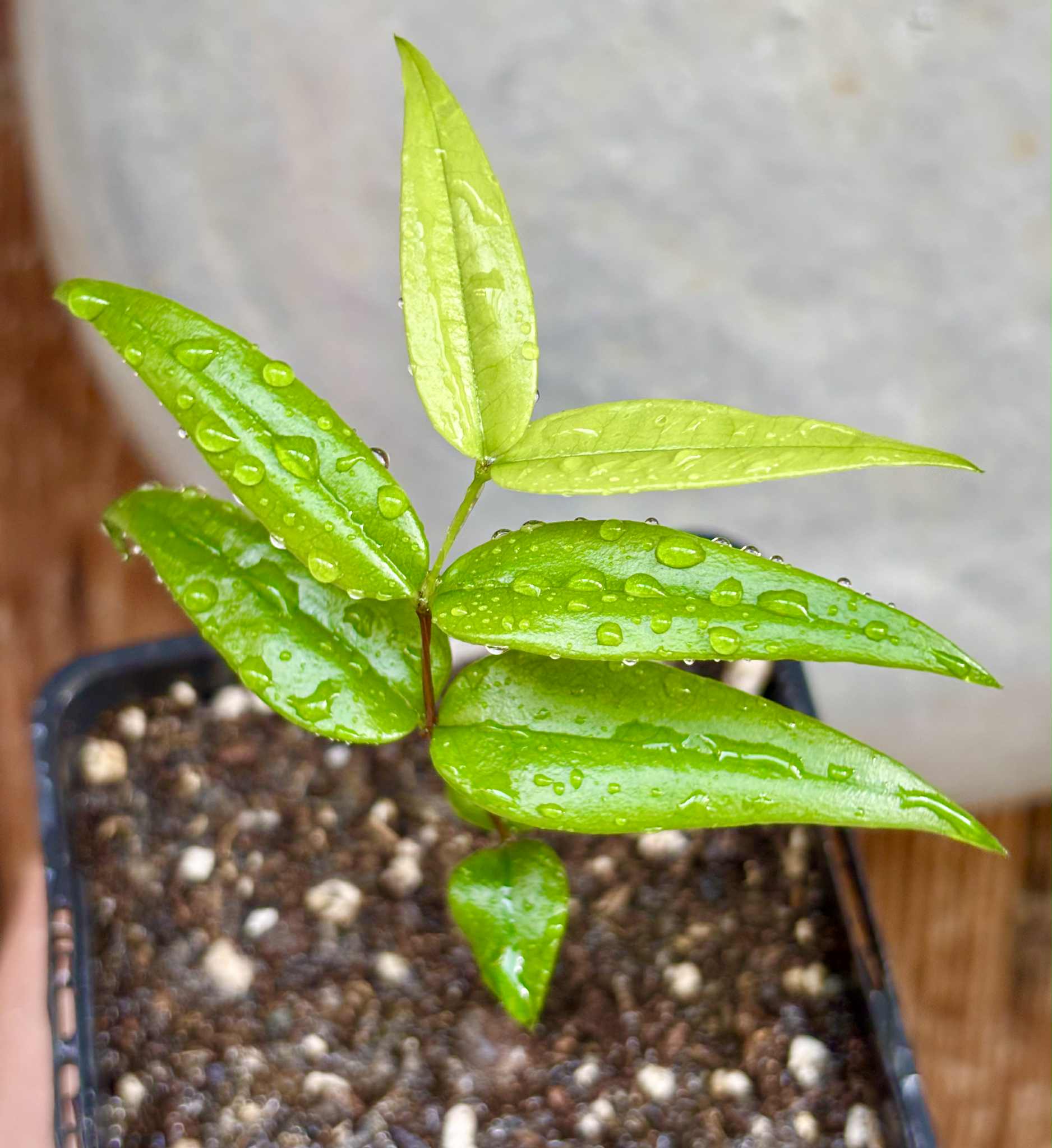 Mouriri sp Nova Provisão - 1 potted plant / 1 getopfte Pflanze