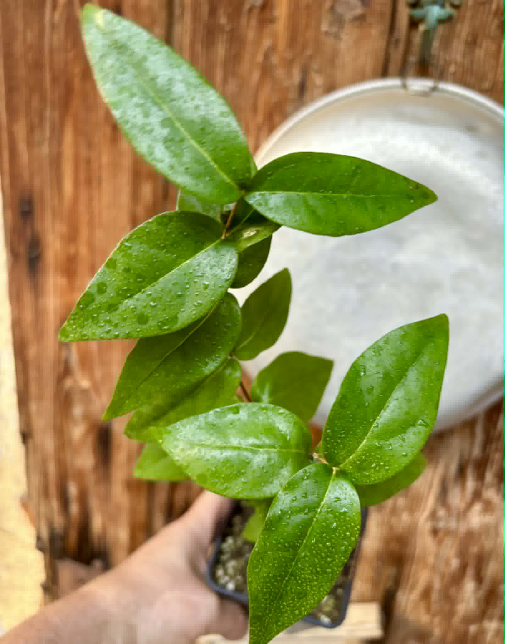 Eugenia uniflora var. red  - cultivated variety / 1 potted plant / 1 getopfte Pflanze