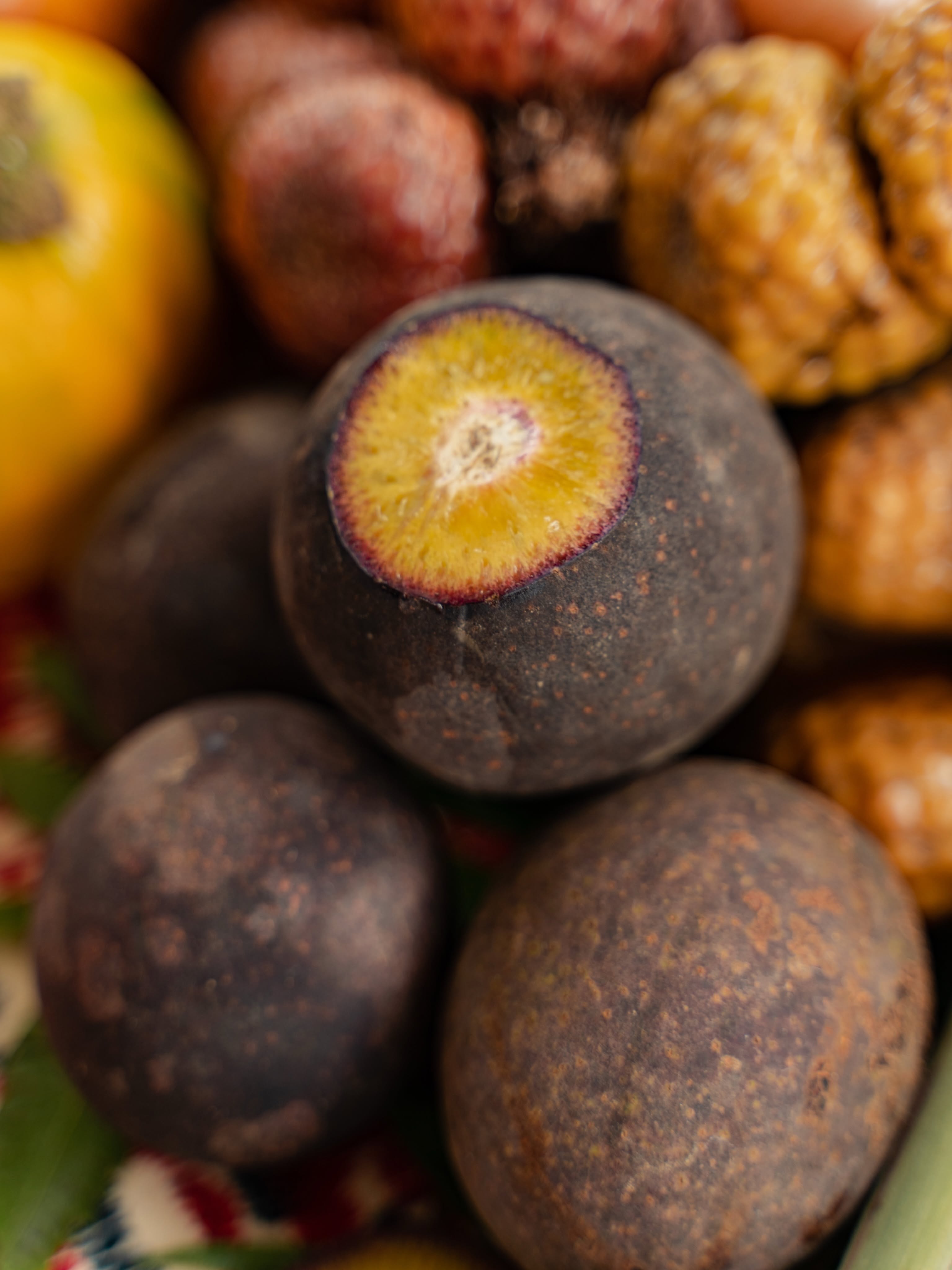 Mangifera quadrifida - 1 fresh seed / 1 frischer Samen
