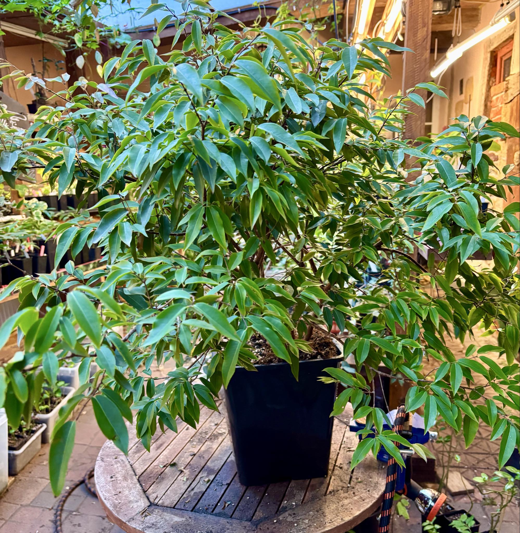 10 years old - Jaboticaba Val Paraiso (Plinia coronata var. Val Paraiso) - 1 potted plant / 1 getopfte Pflanze 