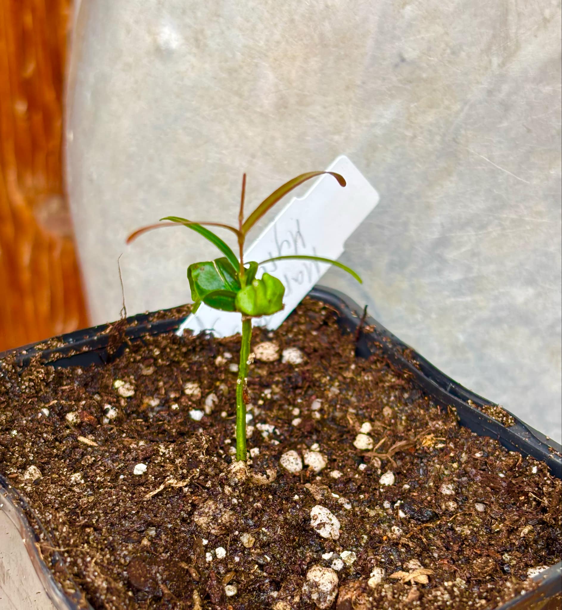 Mapirunga (Myrcia sp.) - 1 small potted seedling / 1 kleiner, getopfter Sämling Mapirunga (Myrcia sp.) - 1 small potted seedling / 1 kleiner, getopfter Sämling