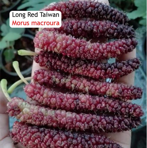 Pre Order - Long Red Taiwan (Morus macroura 'Long Red Taiwan') - 1 grafted, potted plant / 1 veredelte, getopfte Pflanze