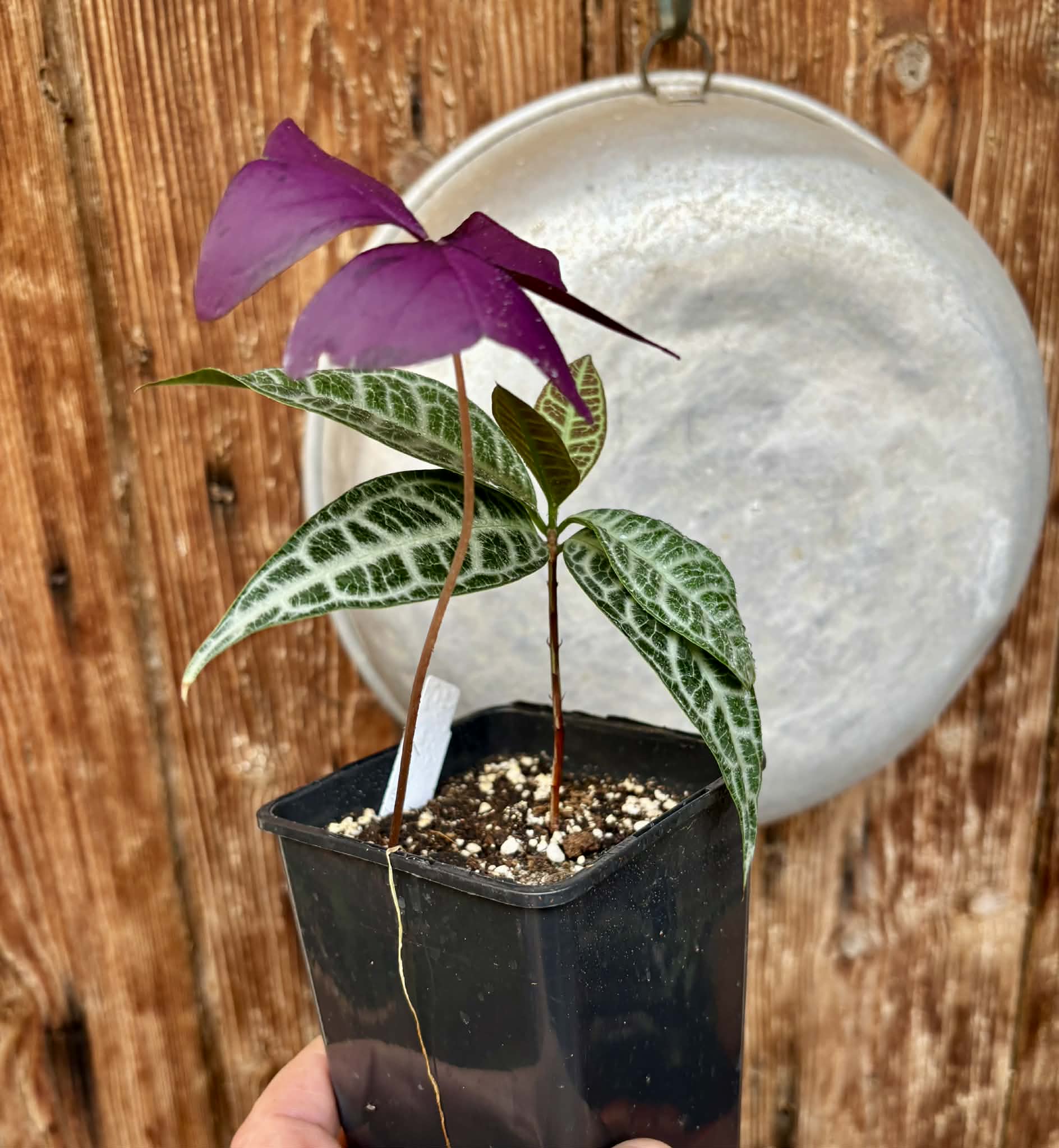 Eugenia sp Labisia -  1 potted plant / 1 getopfte Pflanze