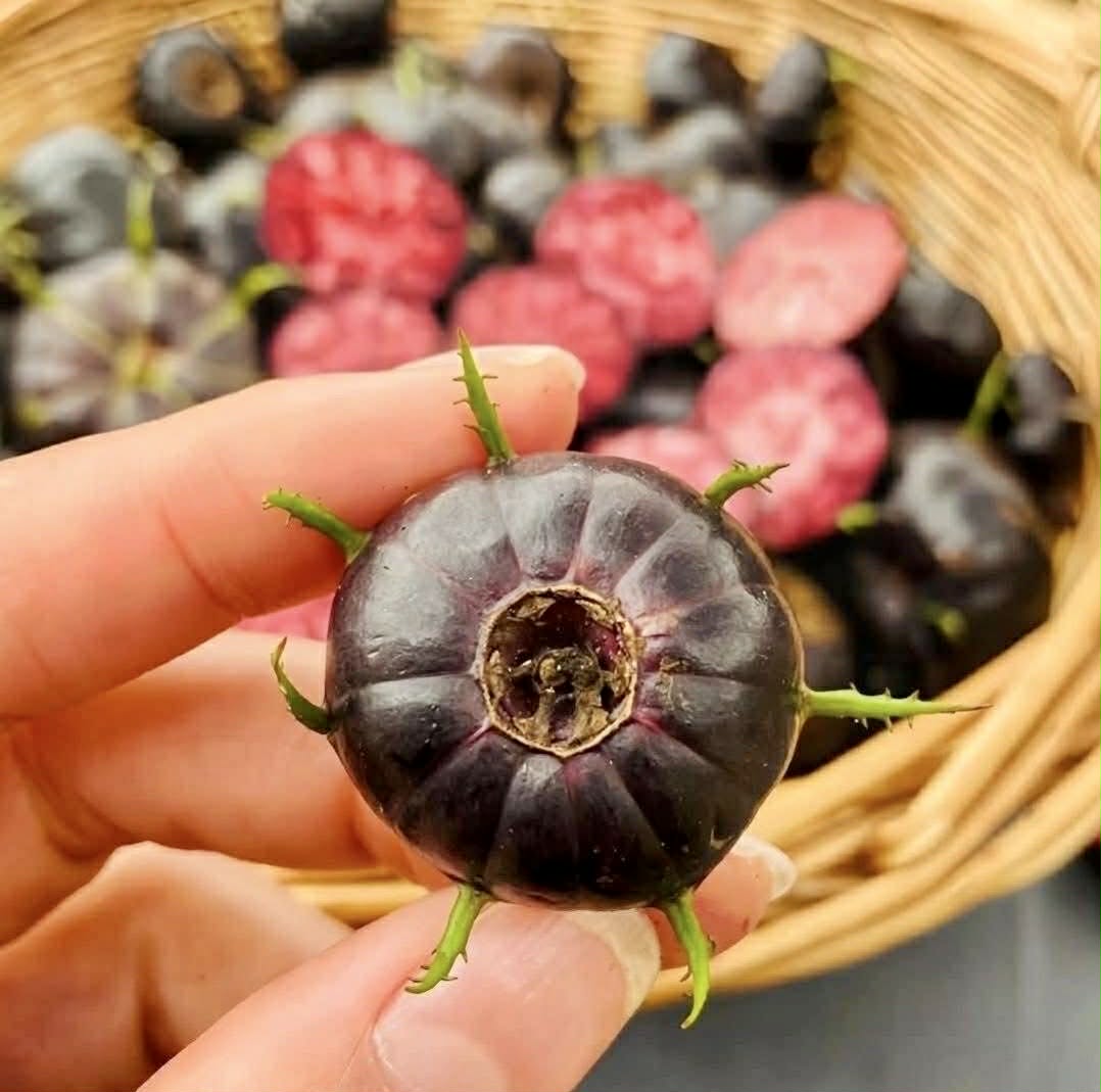 Spiderberry (Cyclocodon lancifolius) - 10 fresh seeds / 10 frische Samen