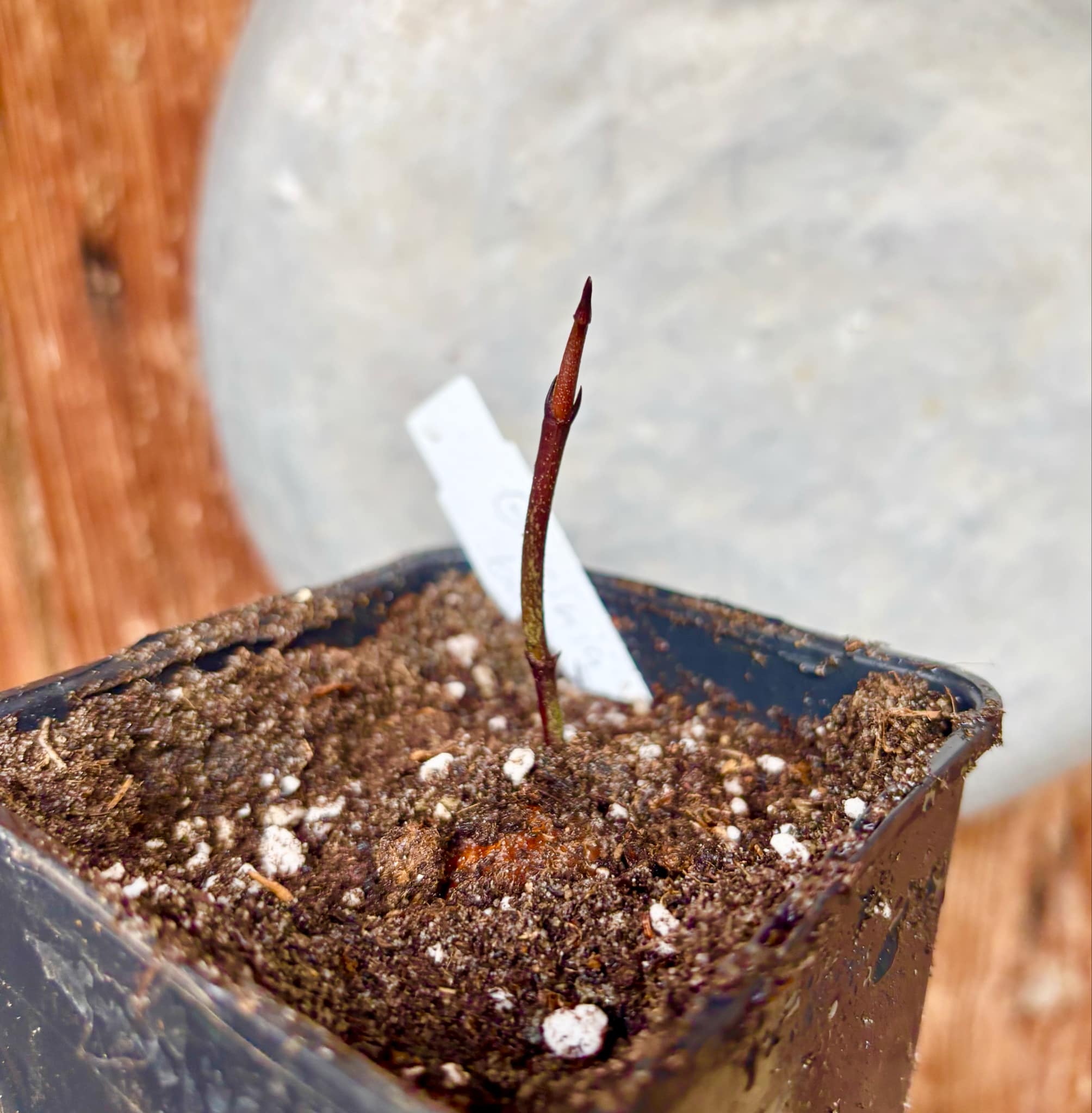 Garcinia bahiensis - 1 small potted seedling / 1 kleiner, getopfter Sämling