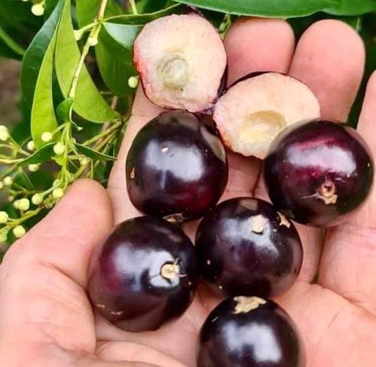 Rainforest Plum (Eugenia candolleana) - 1 fresh seed / 1 frischer Samen