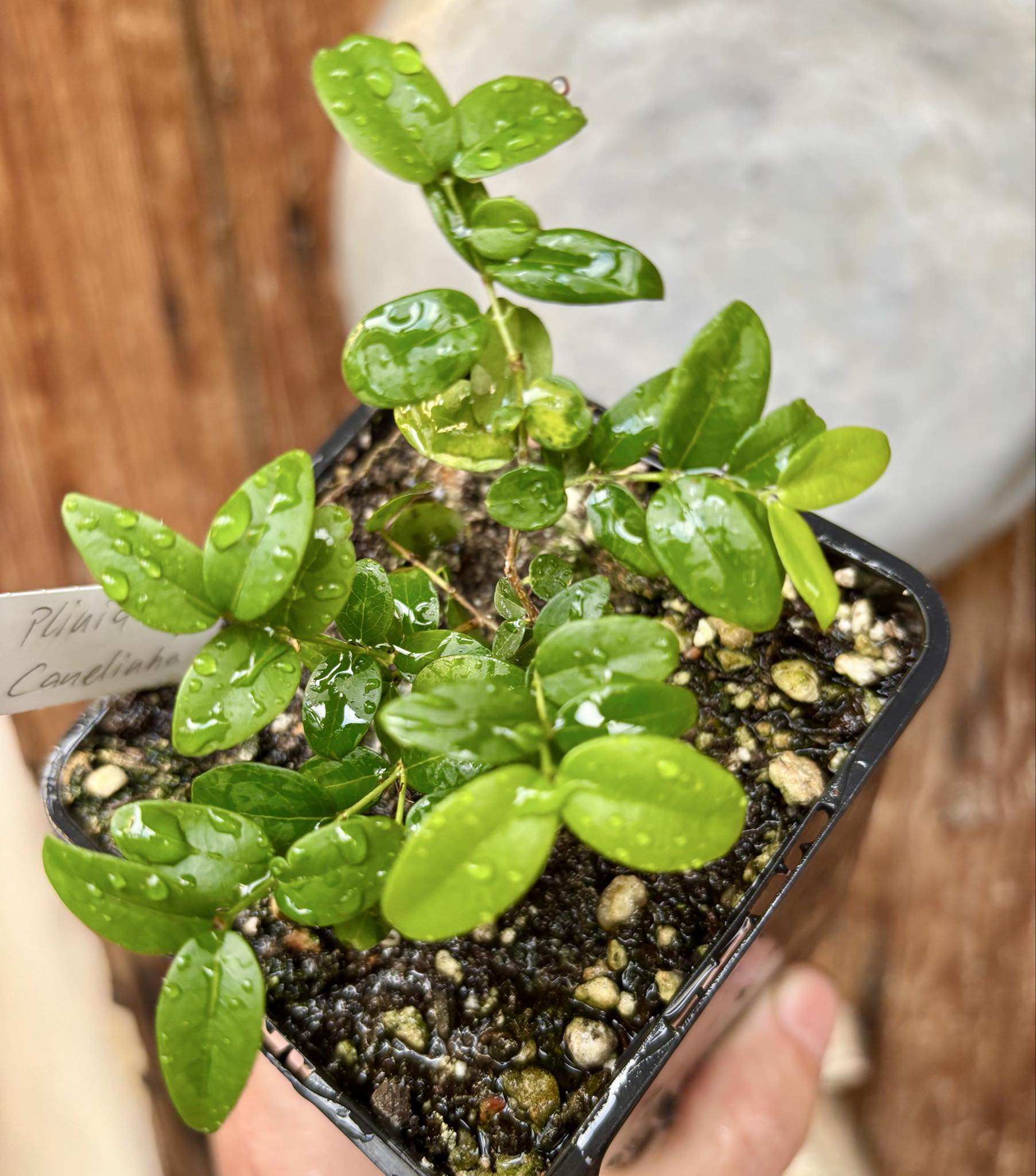 2 in one pot - Jaboticaba - Plinia sp Canelinha Polpa rosea - 1 small potted seedling / 1 kleiner, getopfter Sämling