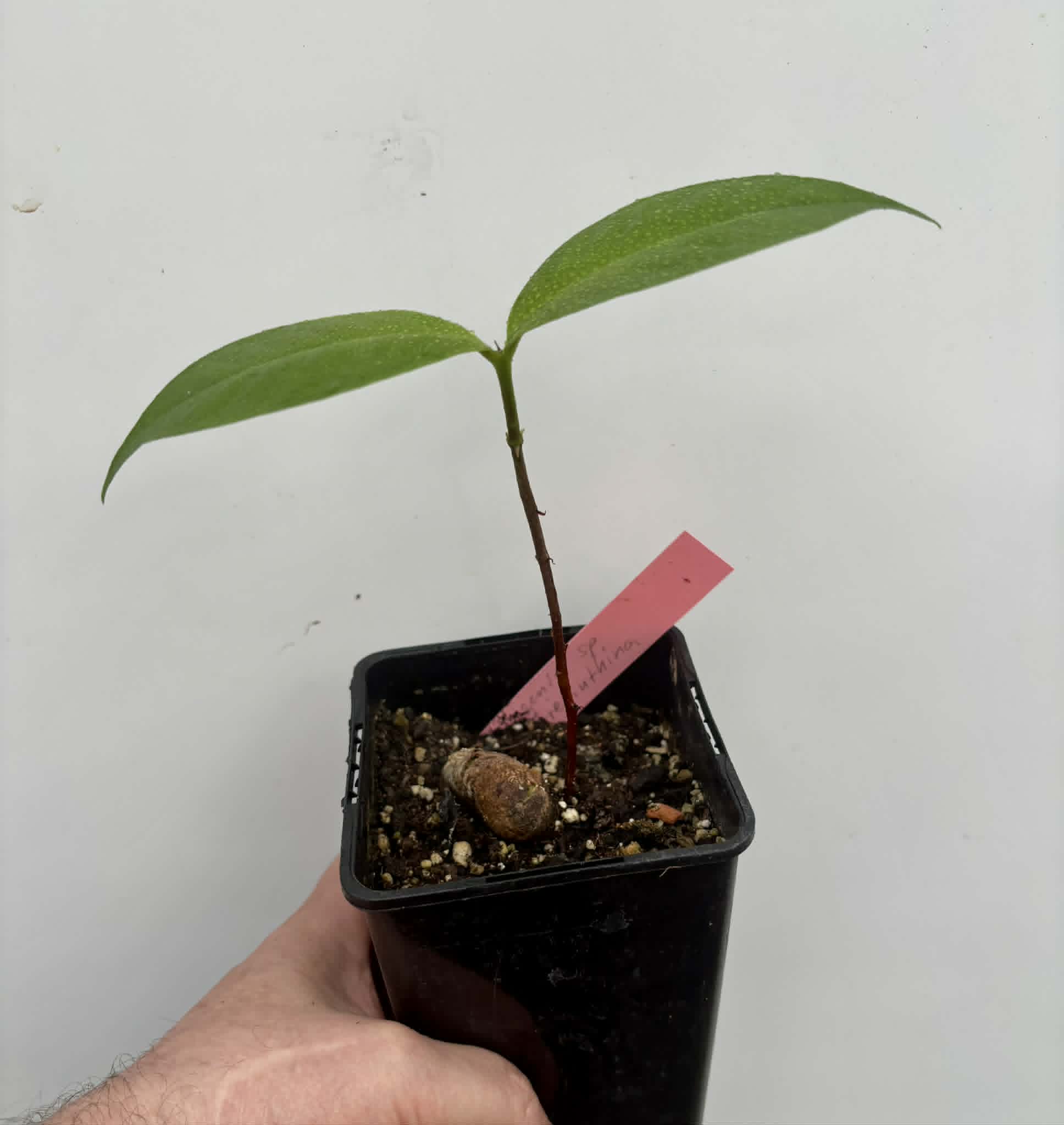 Eugenia sp Terebinthina - 1 potted seedling / 1 getopfter Sämling