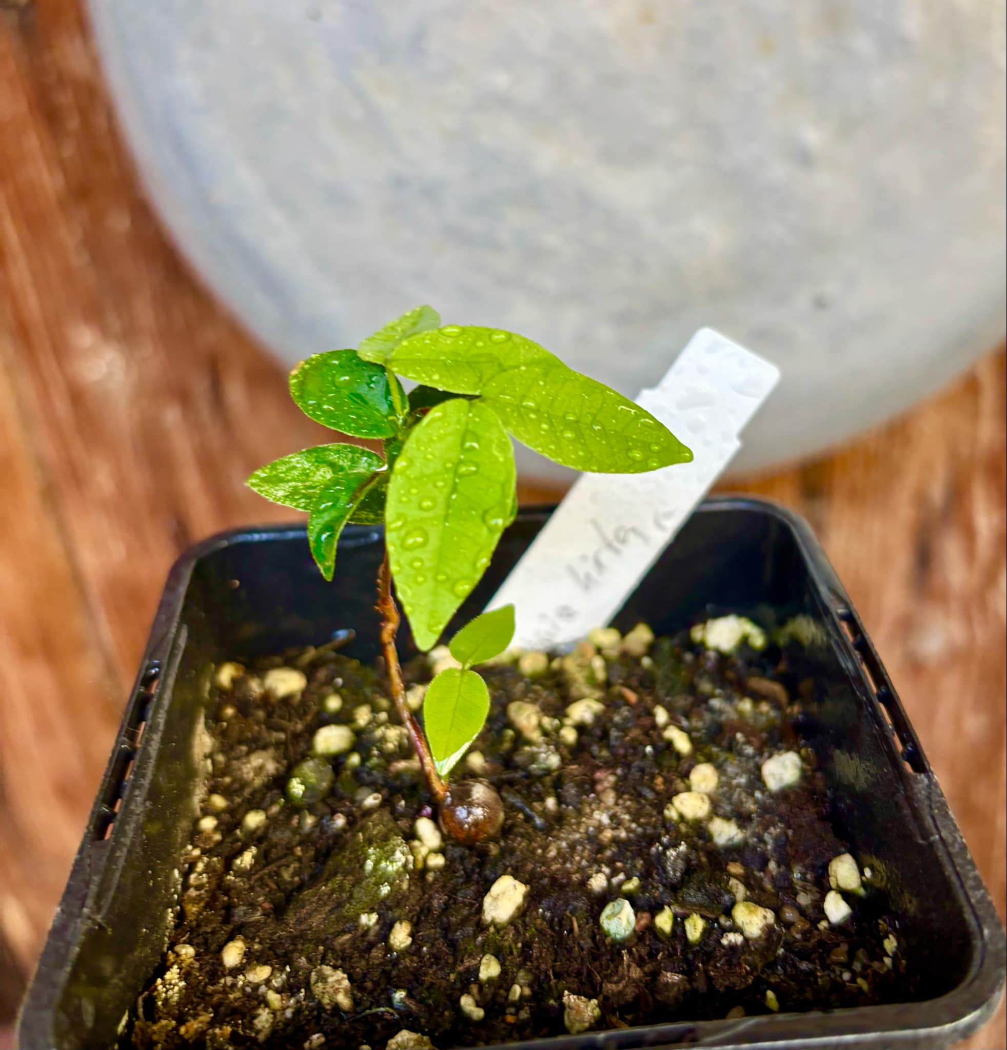 Eugenia hirta - 1 potted seedling/ 1 getopfter Sämling Eugenia hirta - 1 potted seedling/ 1 getopfter Sämling