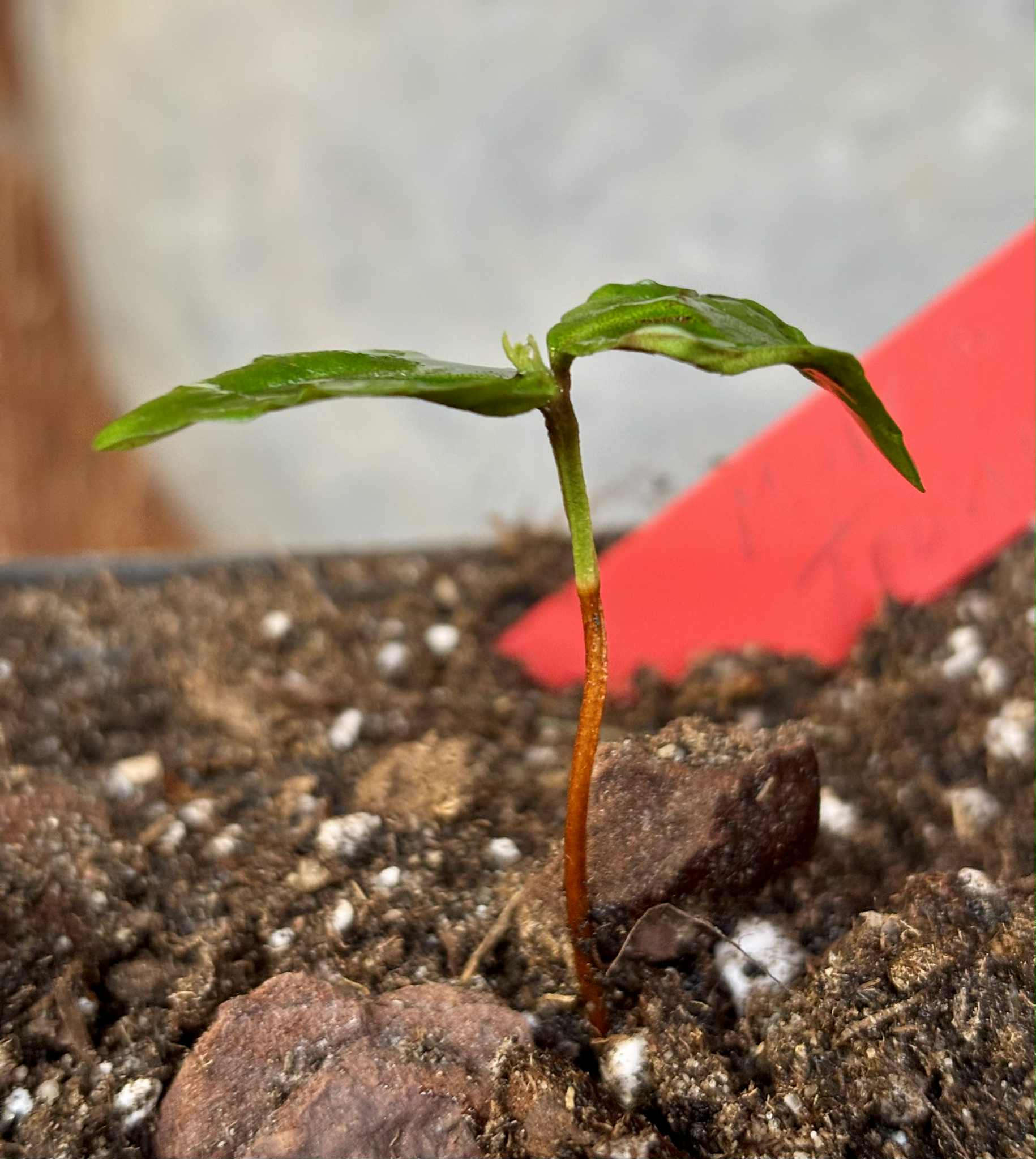 Myrcia sp Trancoso -  1 potted seedling / 1 getopfter Sämling