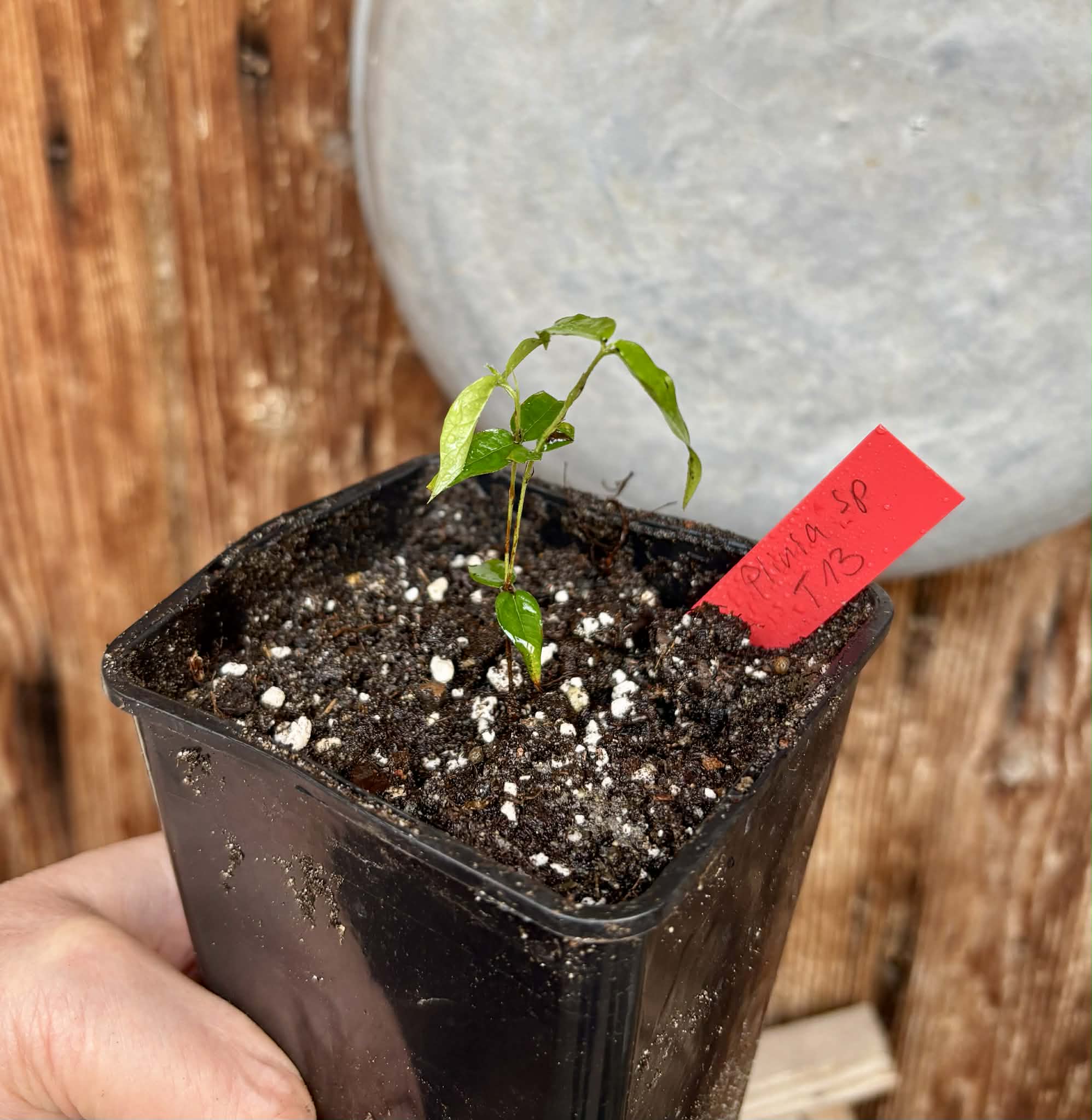 Jaboticaba - Plinia sp T13 - Phitrantha Pink Rosa x unknown Plinia - 1 small potted plant / 1 kleine getopfte Pflanze