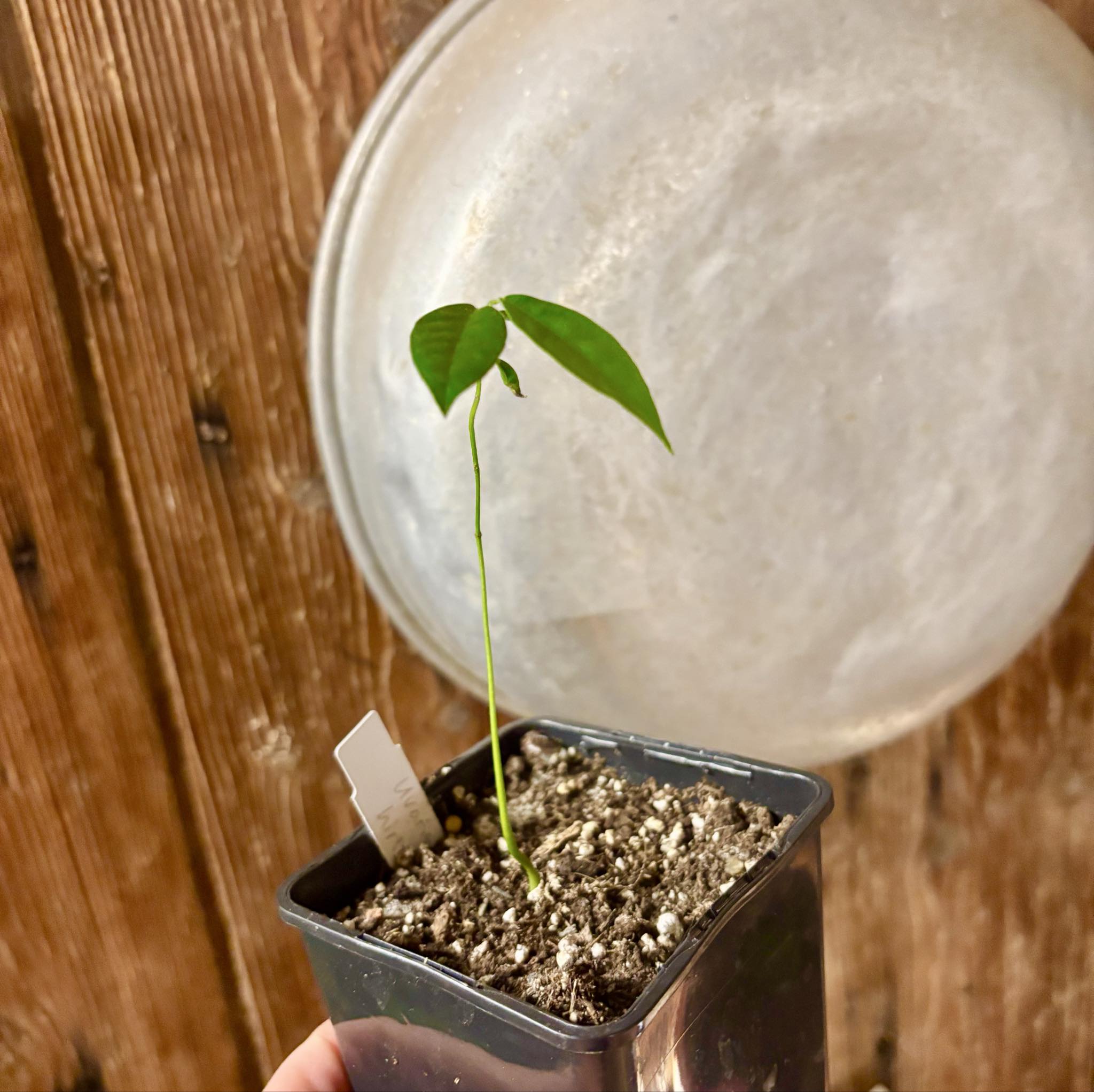 Uvaria hirsuta -  1 potted plant / 1 getopfte Pflanze