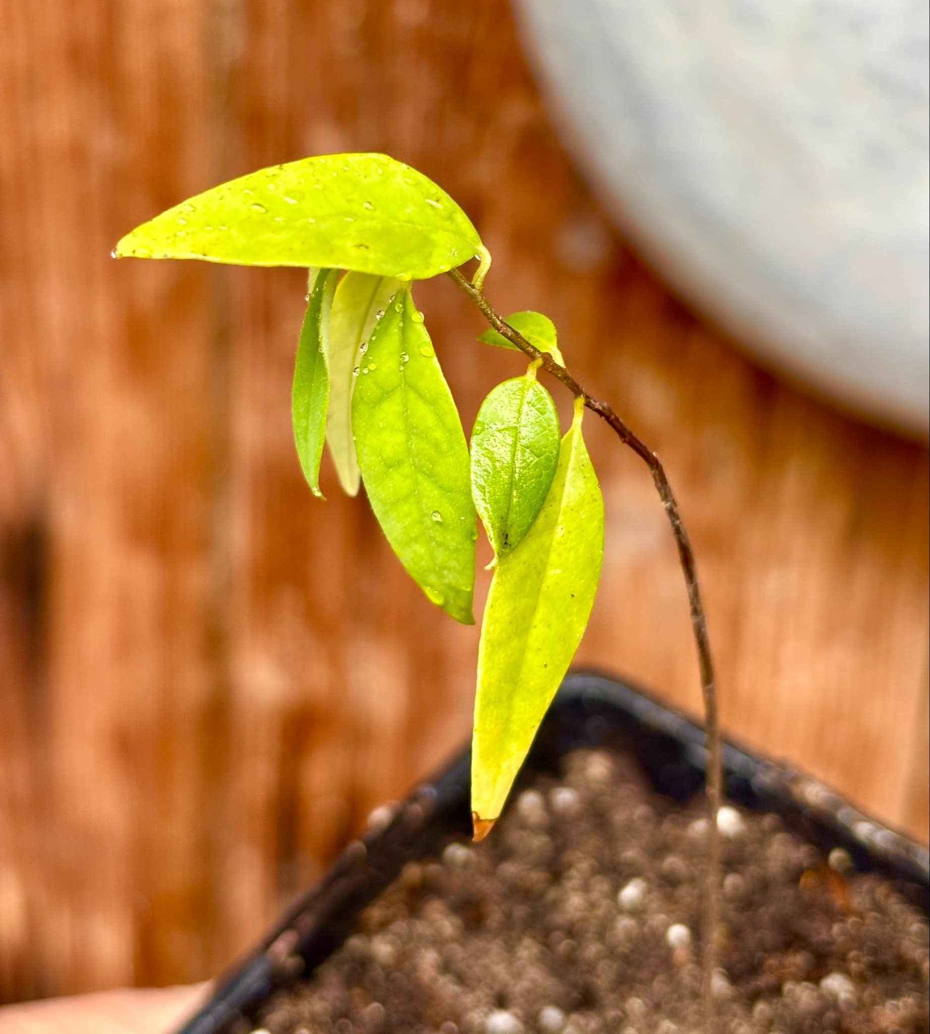 Annona densicoma  - 1 potted plant / 1 getopfte Pflanze