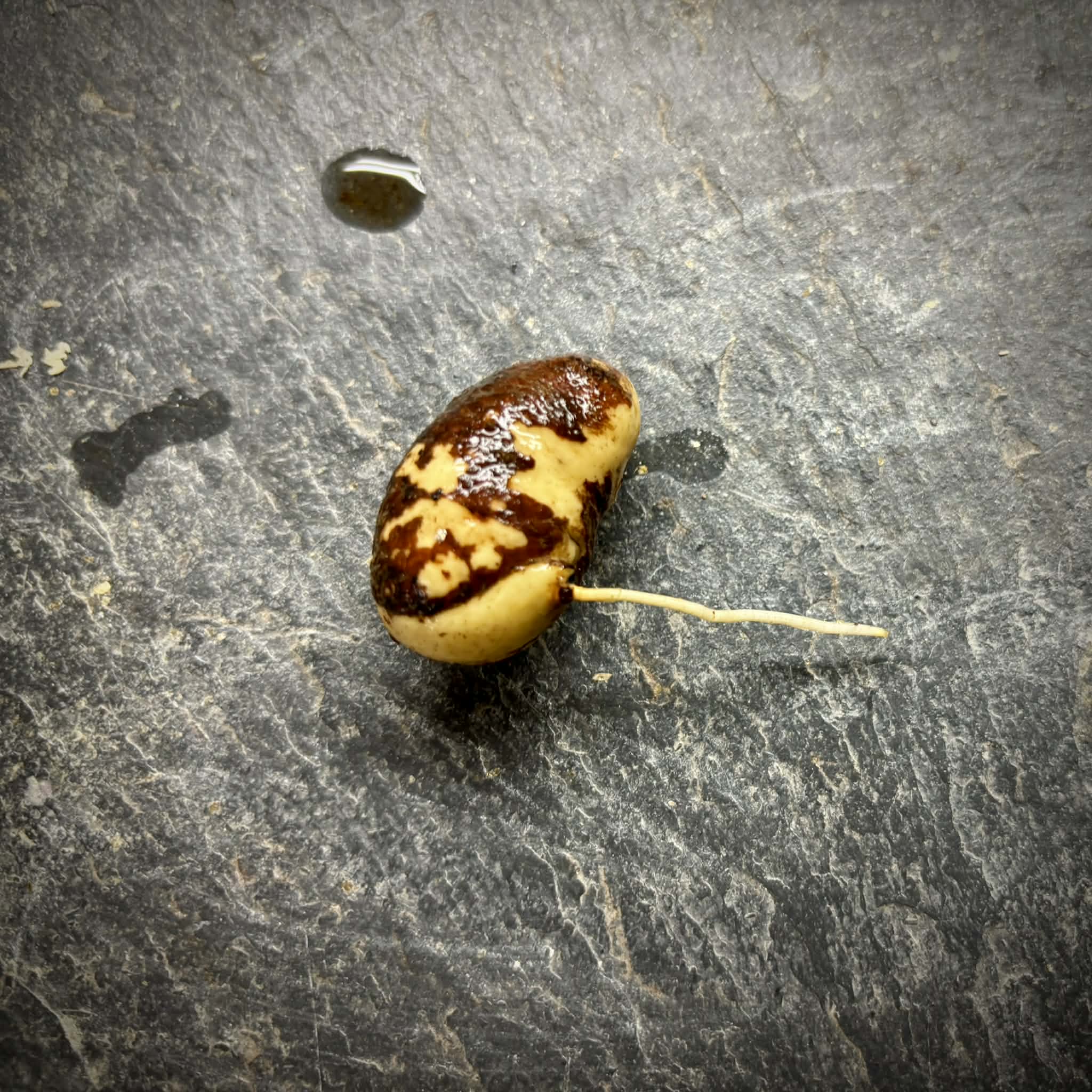 Eugenia umbrosa -  1 germinated seed / 1 gekeimter Samen