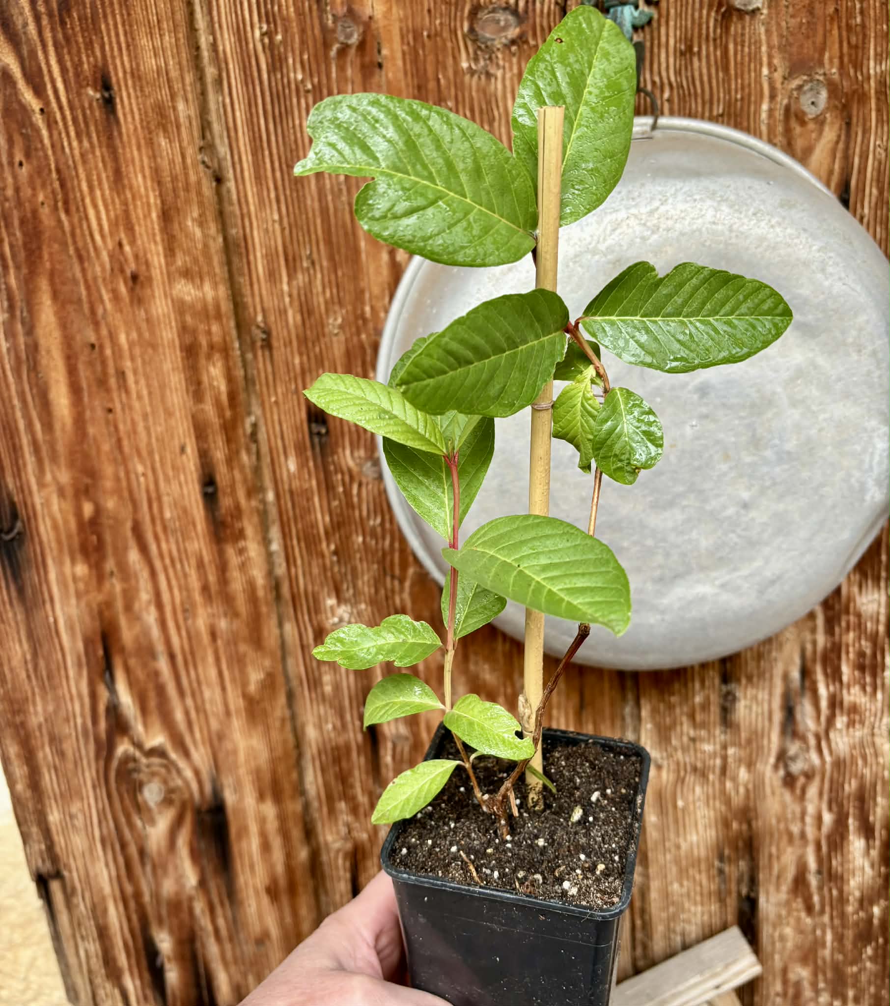 Psidium guajava - Pink Felah  - 1 potted plant / 1 getopfte Pflanze