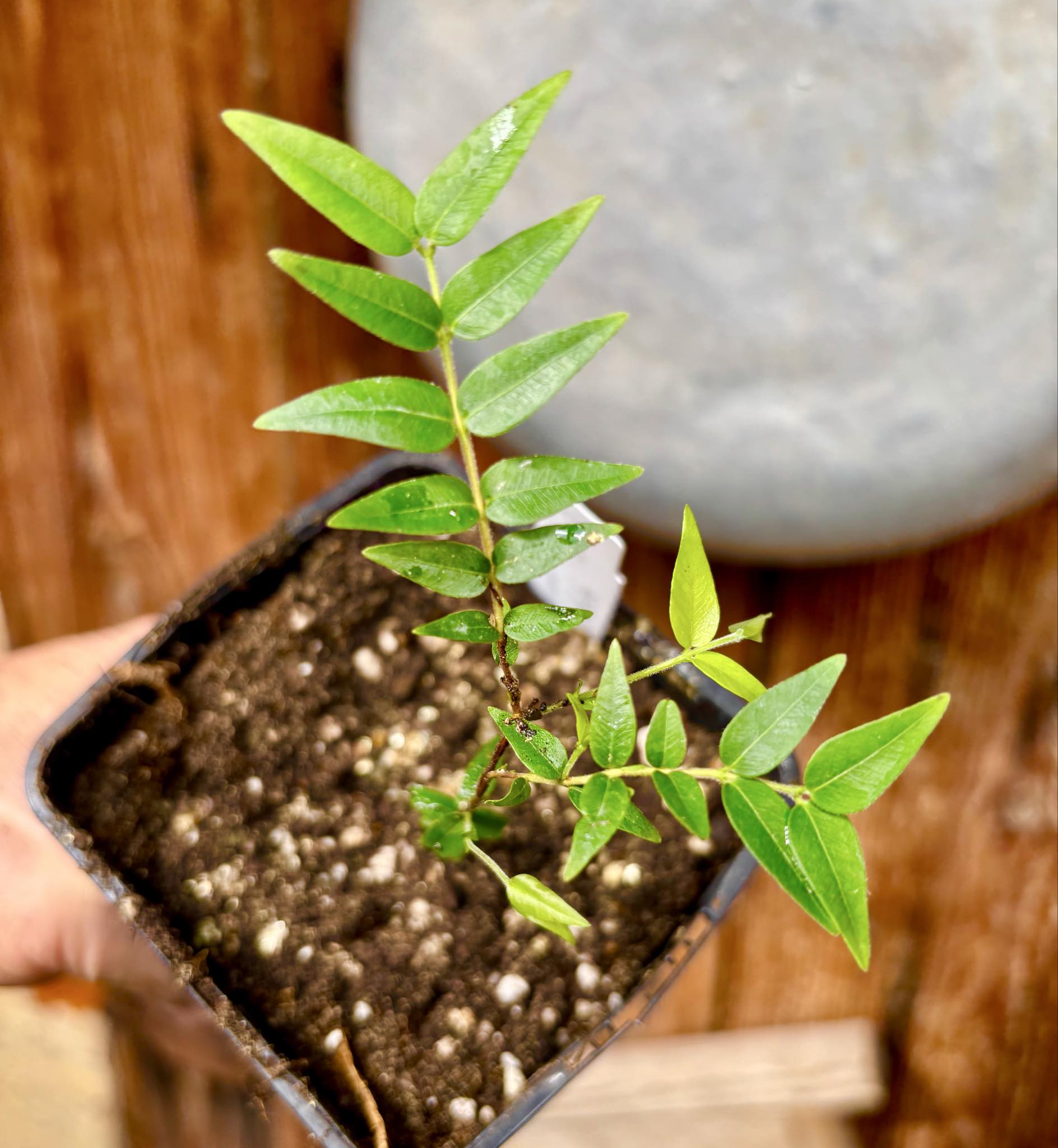 Myrciaria cuspidata BLACK - 1 potted seedling / 1 getopfter Sämling Myrciaria cuspidata BLACK - 1 potted seedling / 1 getopfter Sämling