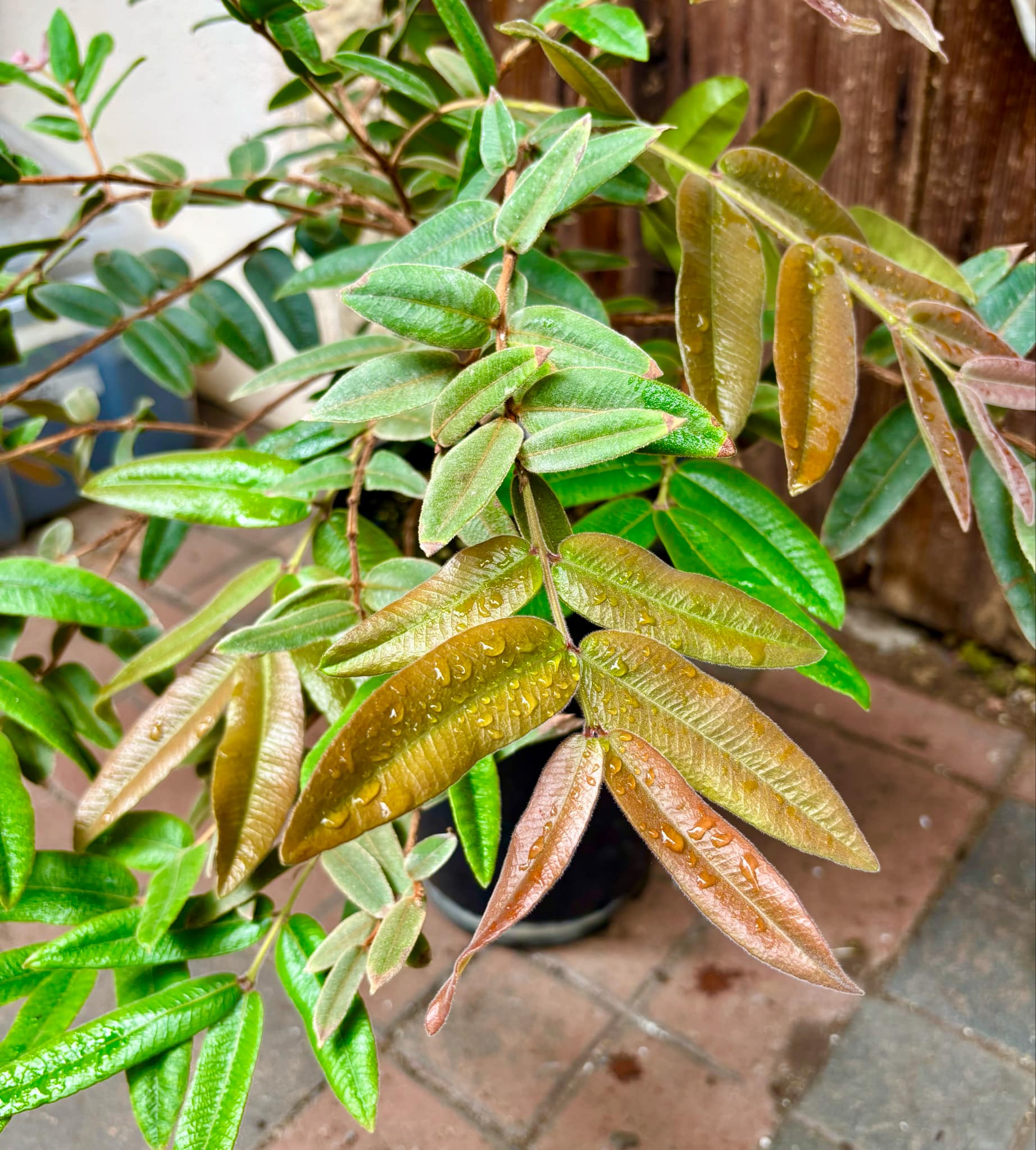 5 years old - Myrciaria caerulescens (Roxa - Blue Guaquiea) - 1 potted plant / 1 getopfte Pflanze 5 years old - Myrciaria caerulescens (Roxa - Blue Guaquiea) - 1 potted plant / 1 getopfte Pflanze
