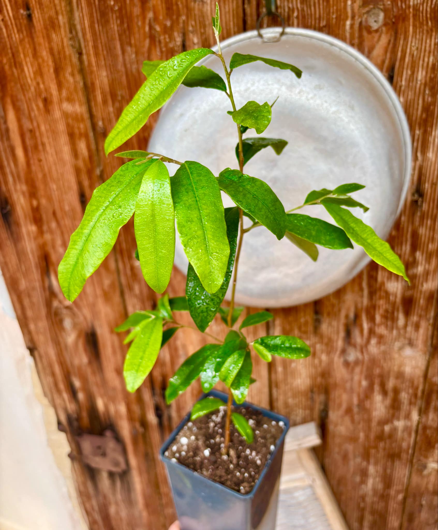 Marsypopetalum littorale - 1 potted plant / 1 getopfte Pflanze Marsypopetalum littorale - 1 potted plant / 1 getopfte Pflanze