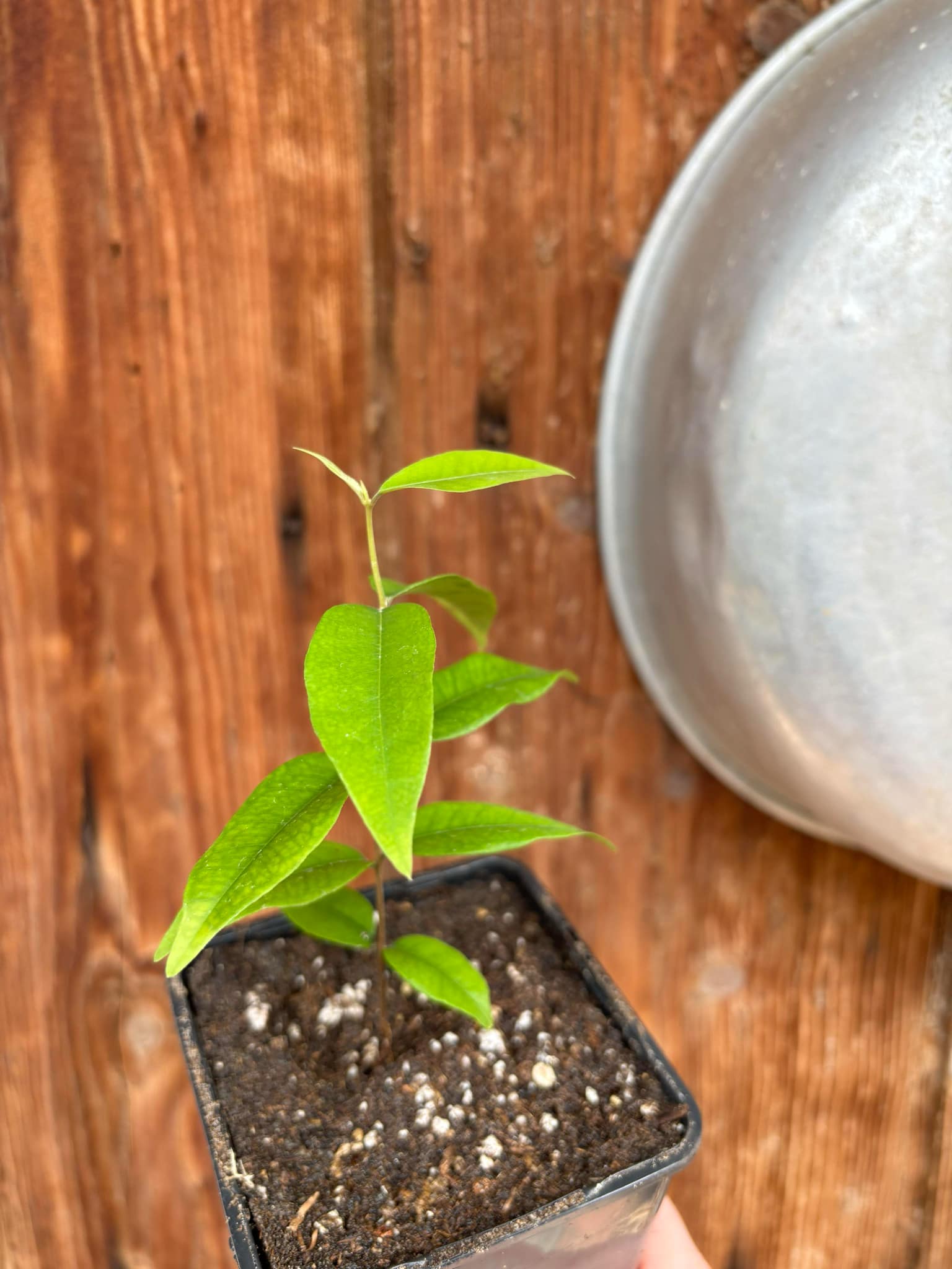 Uvaia do Visconde (Eugenia beaurepairiana) - 1 small potted seedling / 1 kleiner, getopfter Sämling