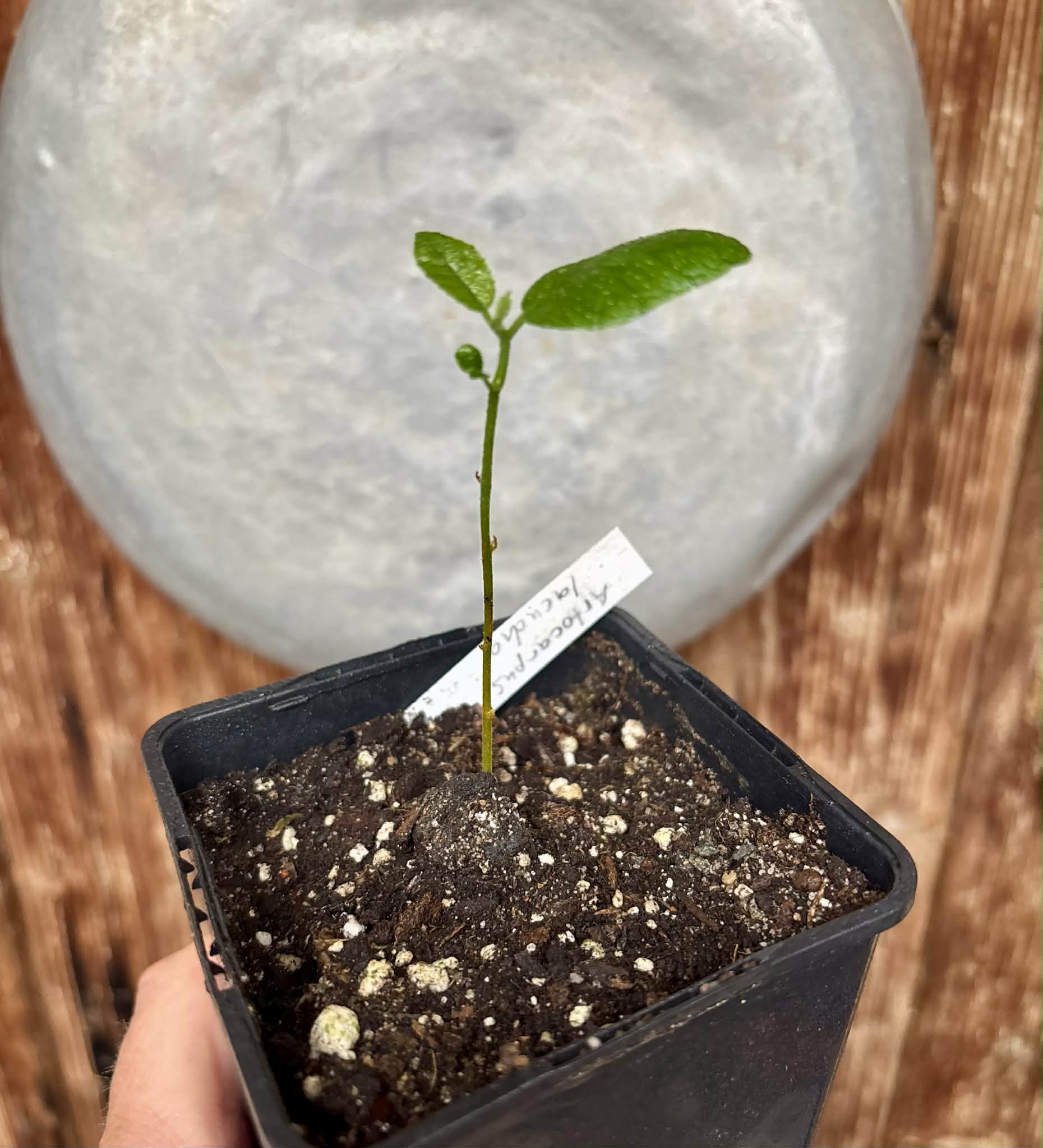 Artocarpus lacucha - Lakoocha  -  1 potted seedling / 1 getopfter Sämling