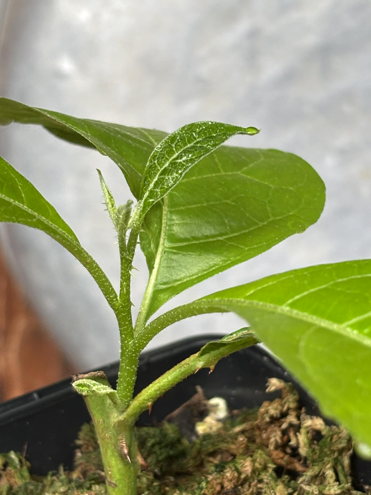 rooted cutting from adult plant - Juá do Jequitinhonha (Solanum schizandrum) - 1 potted plant / 1 getopfte Pflanze