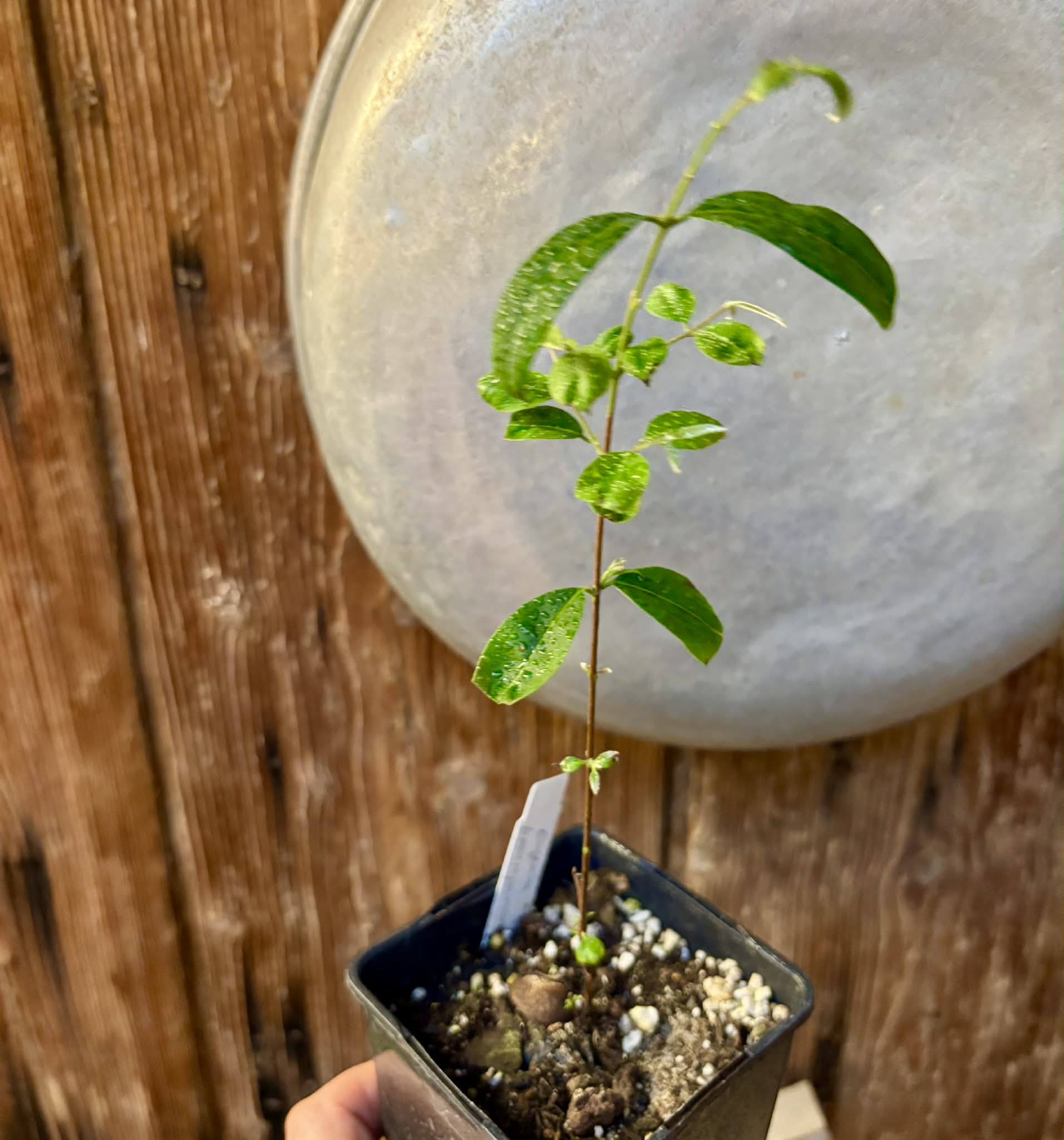 Uvaia do Visconde (Eugenia beaurepairiana) - potted seedling / 1 getopfter Sämling