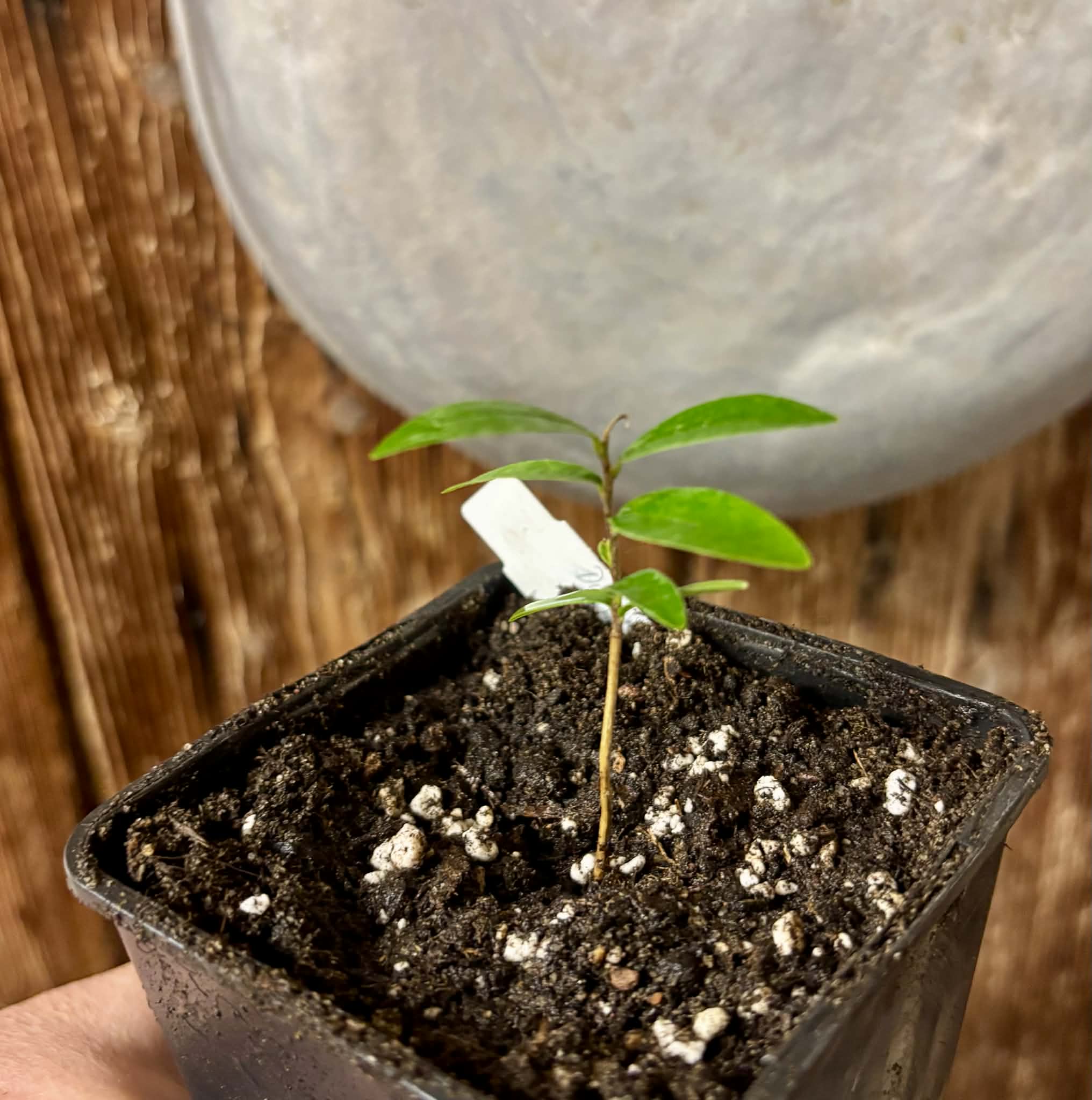 Duguetia sp Ceara - 1 small potted seedling / 1 kleiner, getopfter Sämling