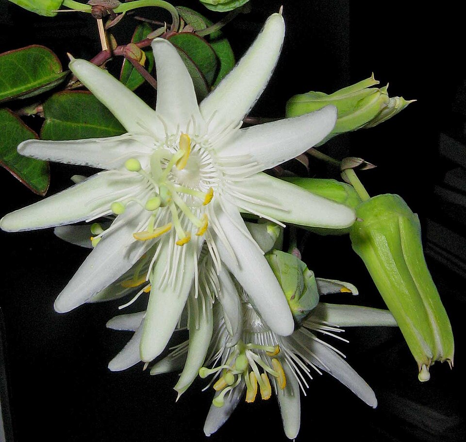 Passiflora silvestris - 5 fresh seeds / 5 frische Samen