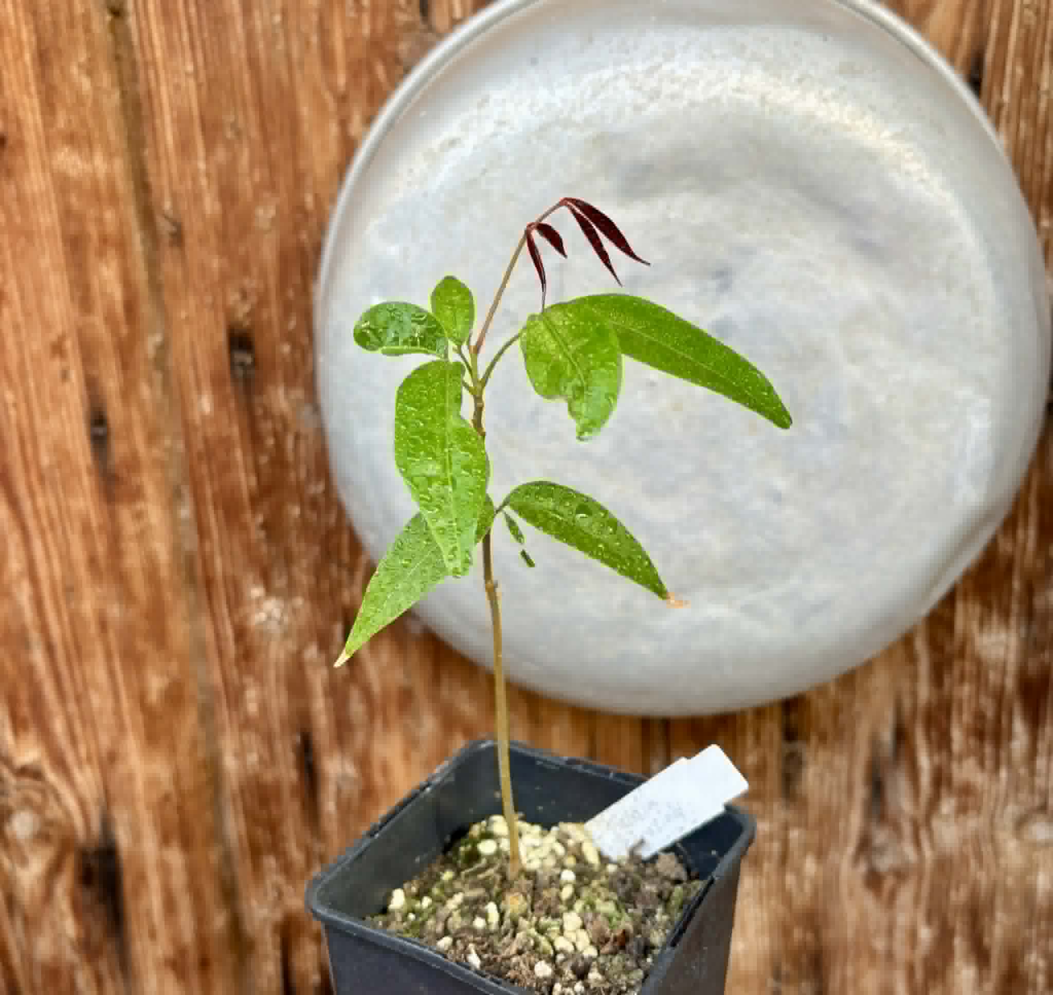 Talisia cerasina - 1 potted seedling / 1 getopfter Sämling