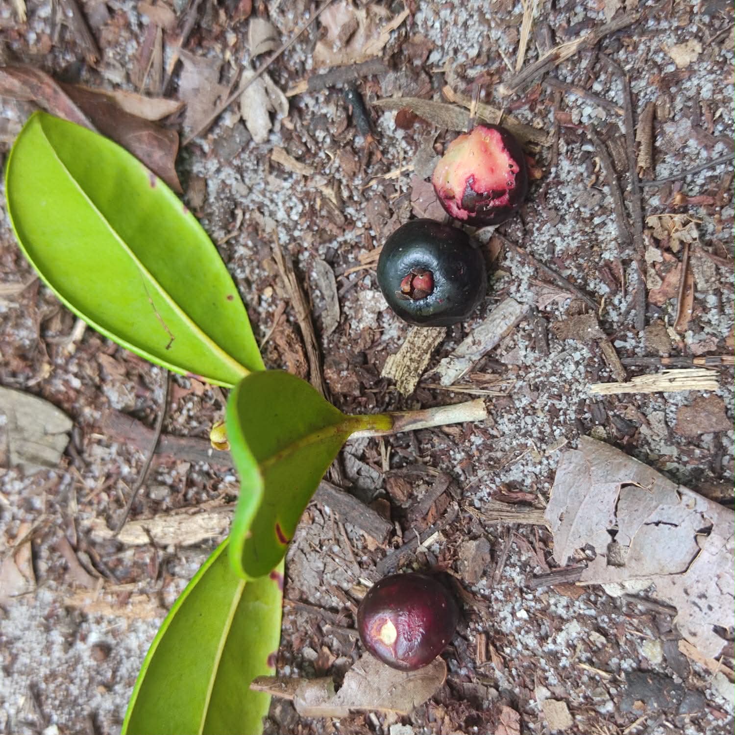 Psidium sp Marau - 1 potted seedling / 1 getopfter Sämling