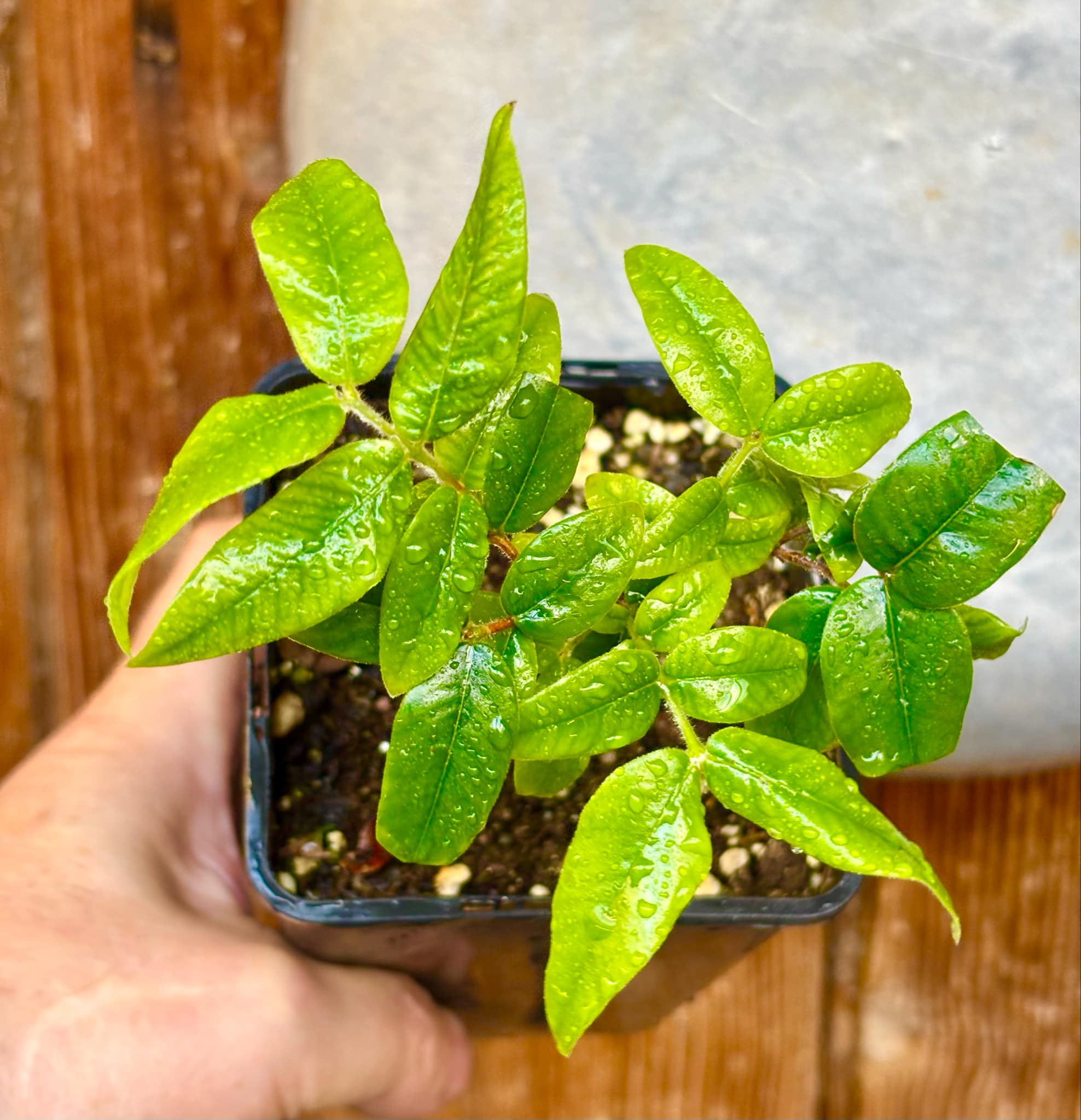 Myrciaria glazioviana - Cabeludinha  -  1 potted seedling  / 1 getopfter Sämling